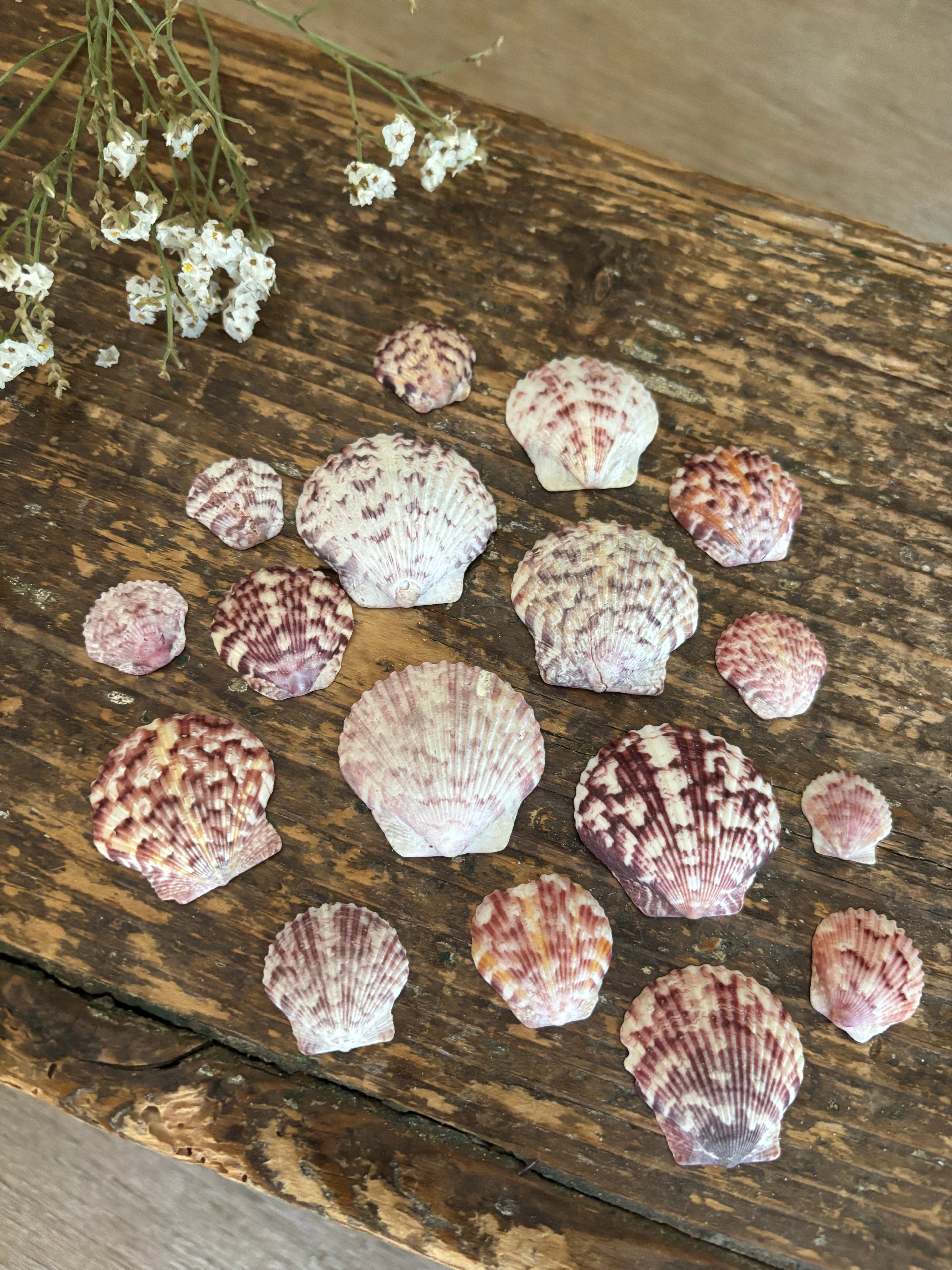 Atlantic Calico Scallop Shell Bundle - A