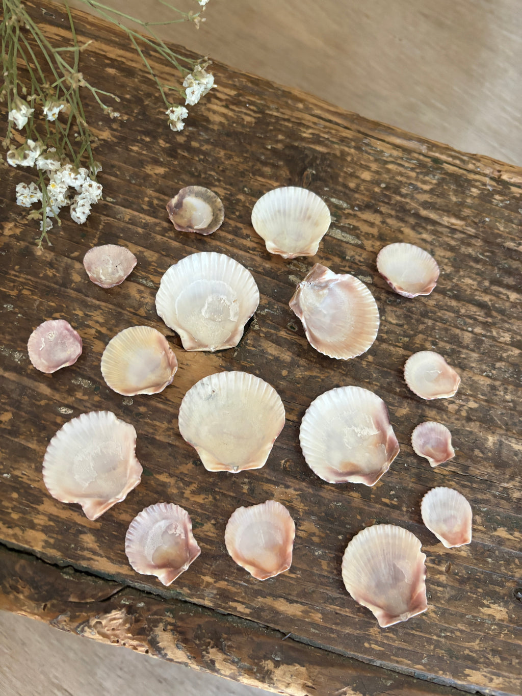 Atlantic Calico Scallop Shell Bundle - A