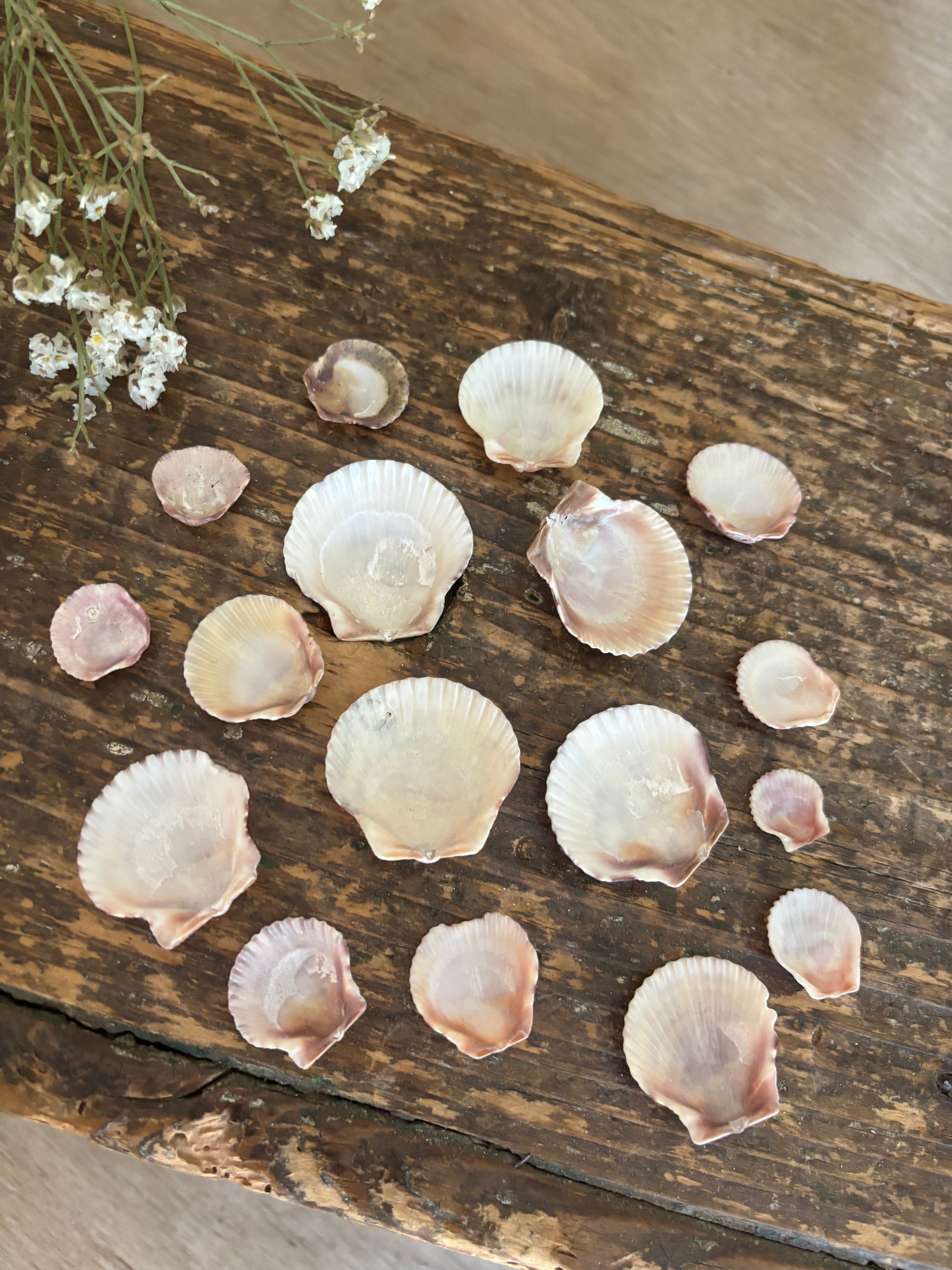 Atlantic Calico Scallop Shell Bundle - A