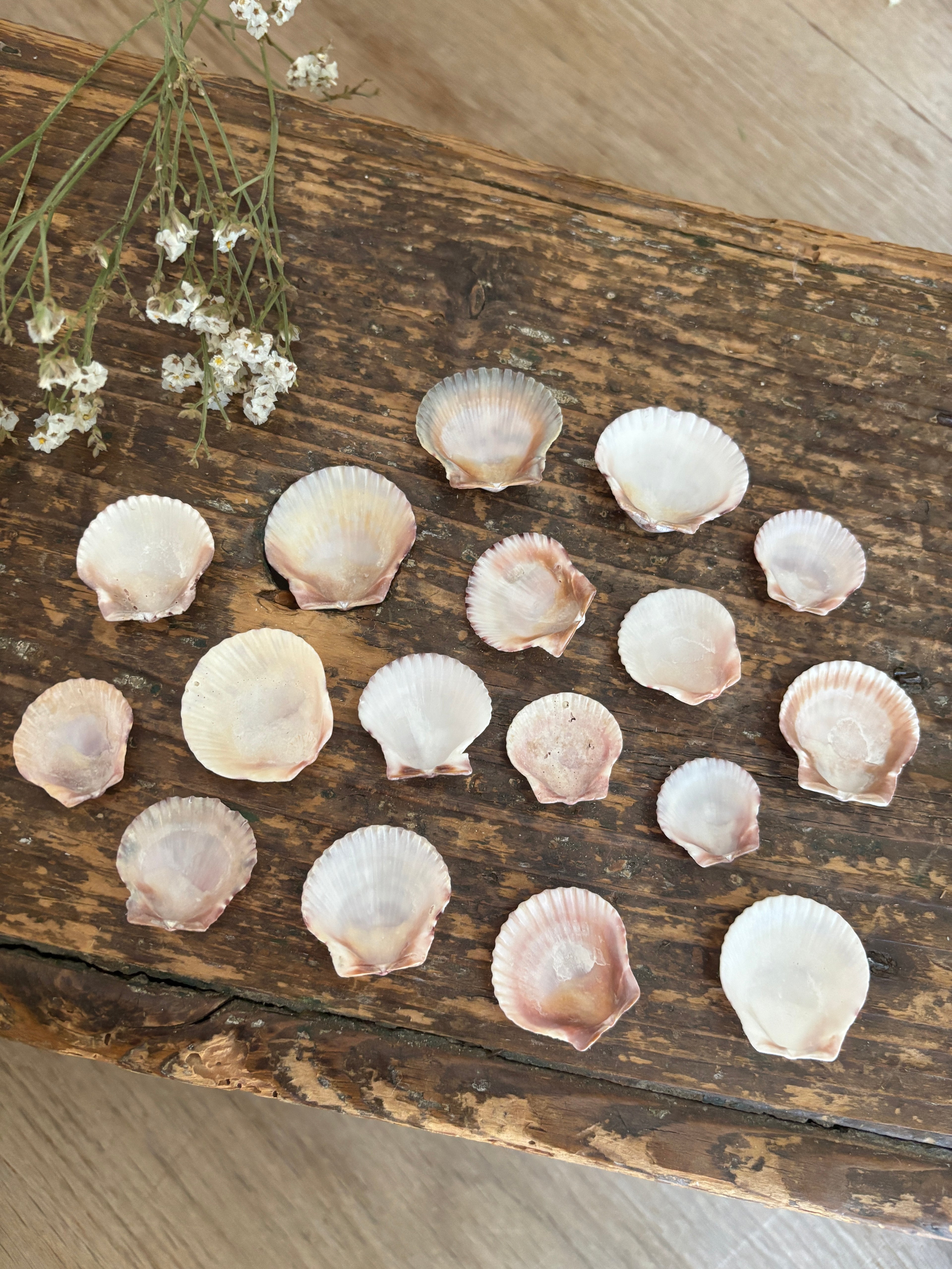 Atlantic Calico Scallop Shell Bundle - B
