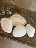 Atlantic Surf Clam Shell Bundle