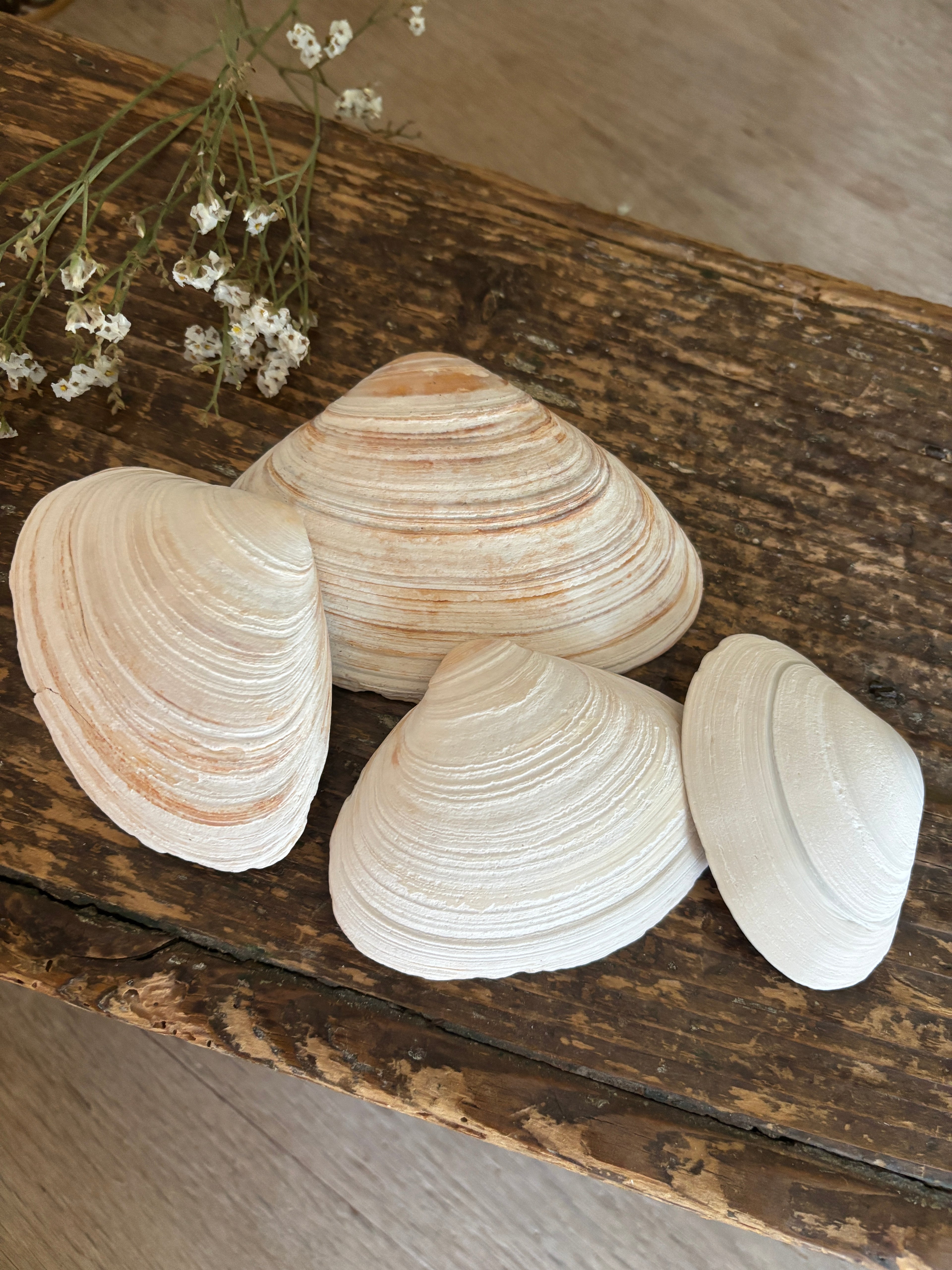 Atlantic Surf Clam Shell Bundle