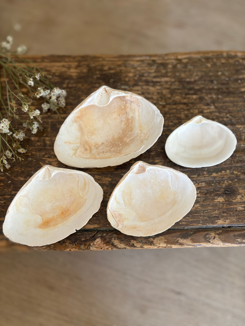 Atlantic Surf Clam Shell Bundle