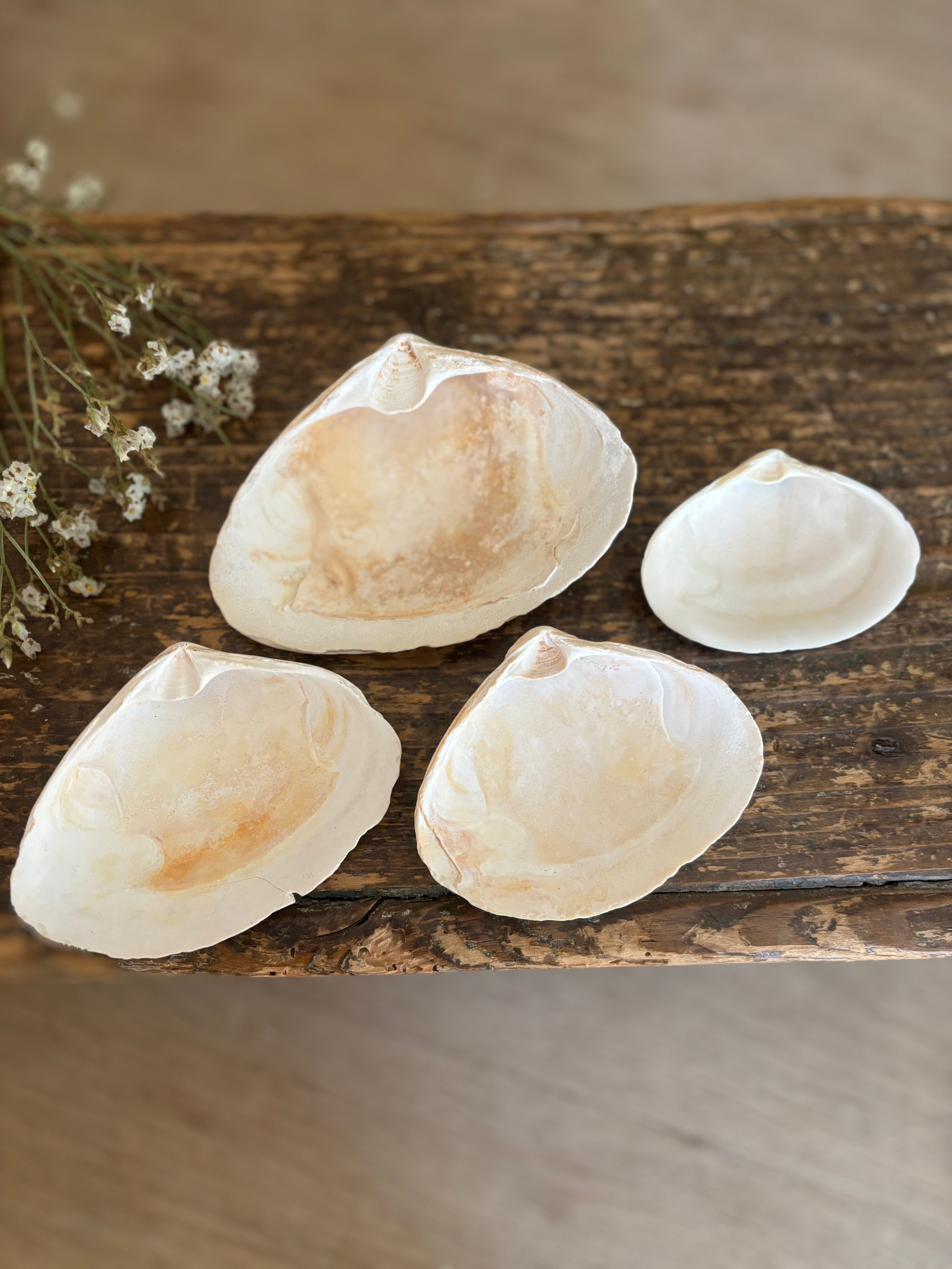 Atlantic Surf Clam Shell Bundle