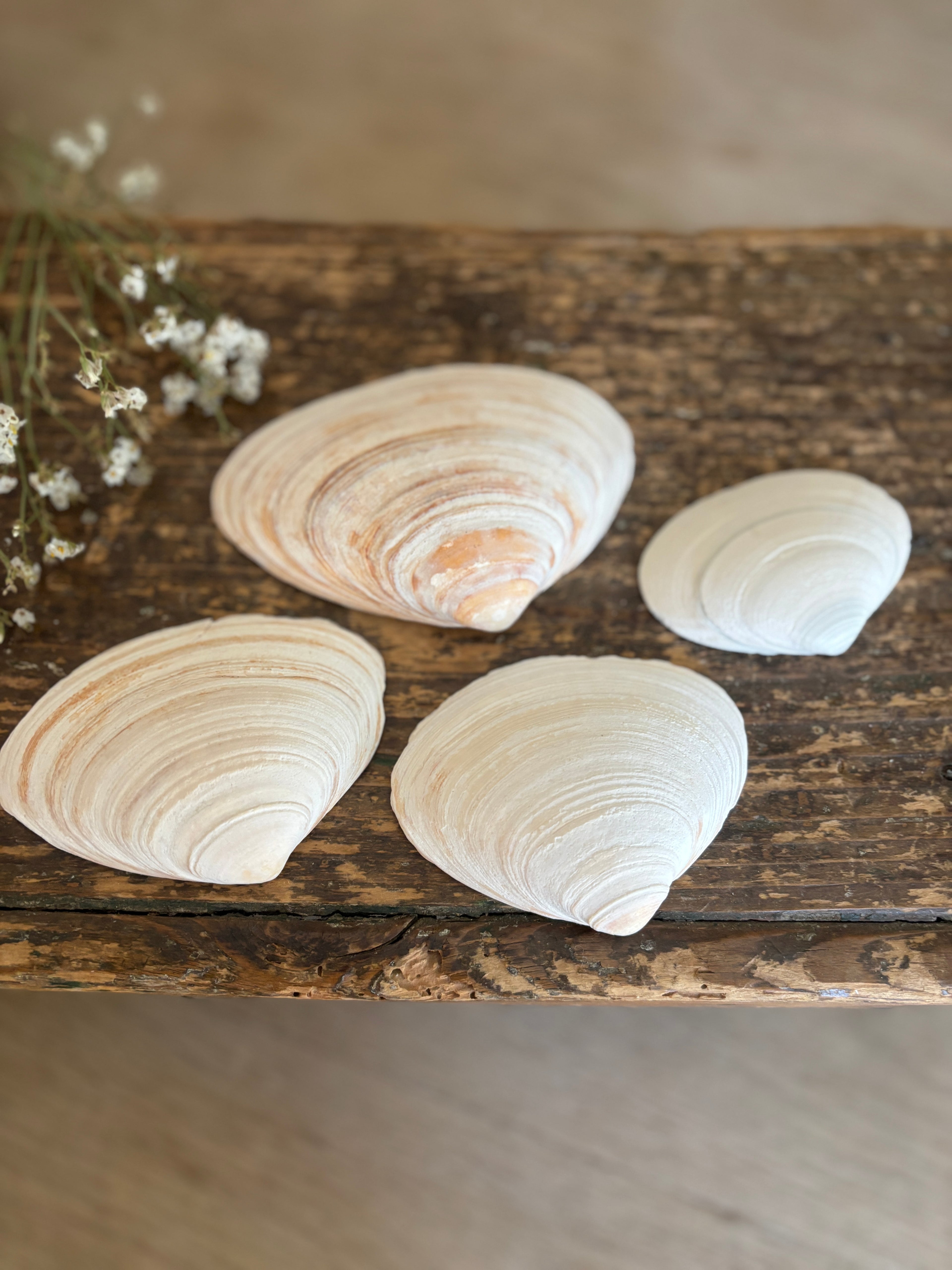 Atlantic Surf Clam Shell Bundle