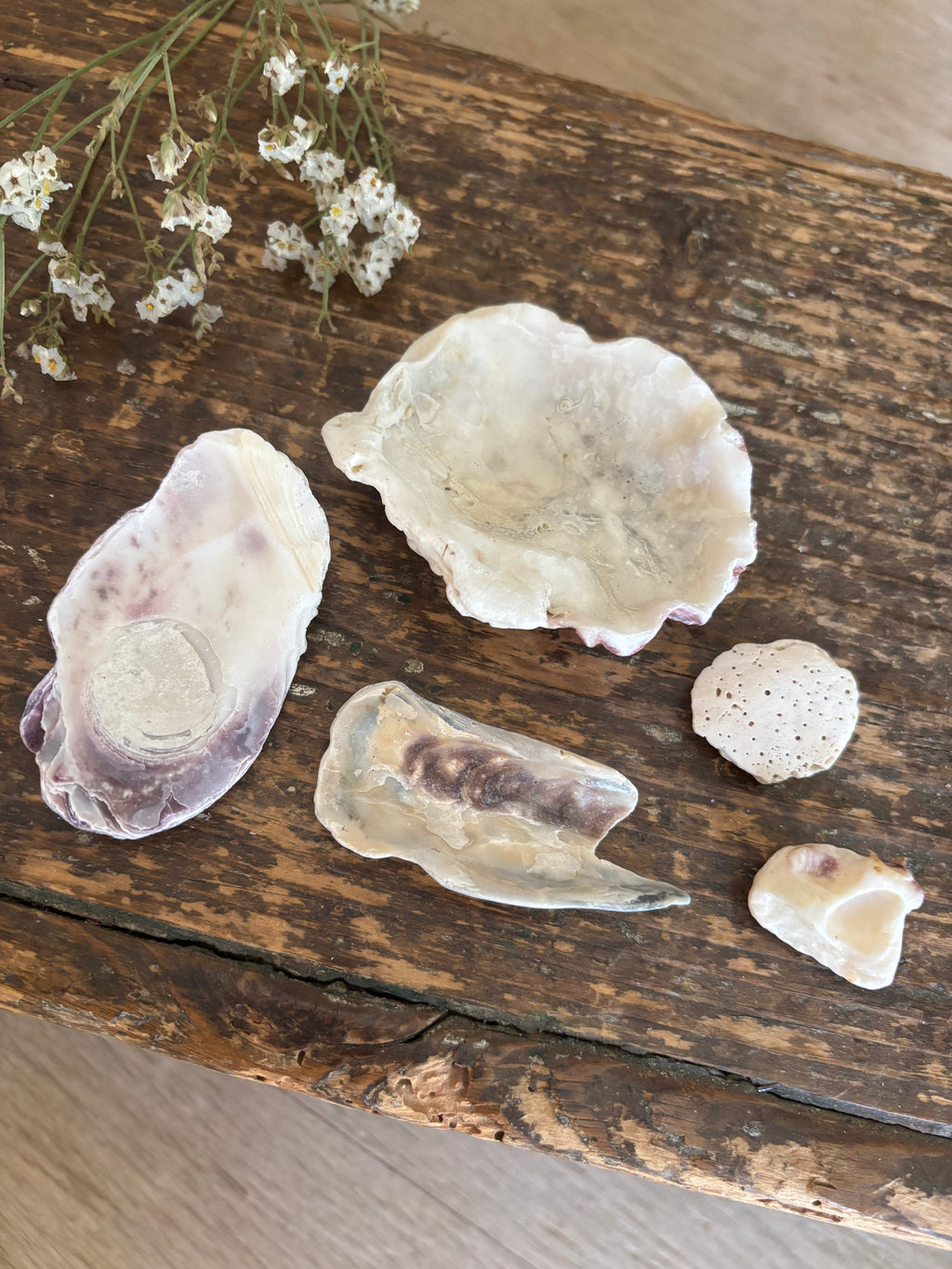 Odds & Ends Shell Bundle