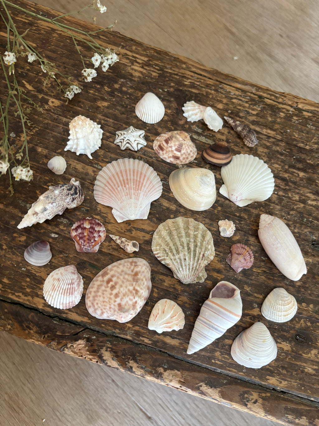 Mixed Shell Bundle - A