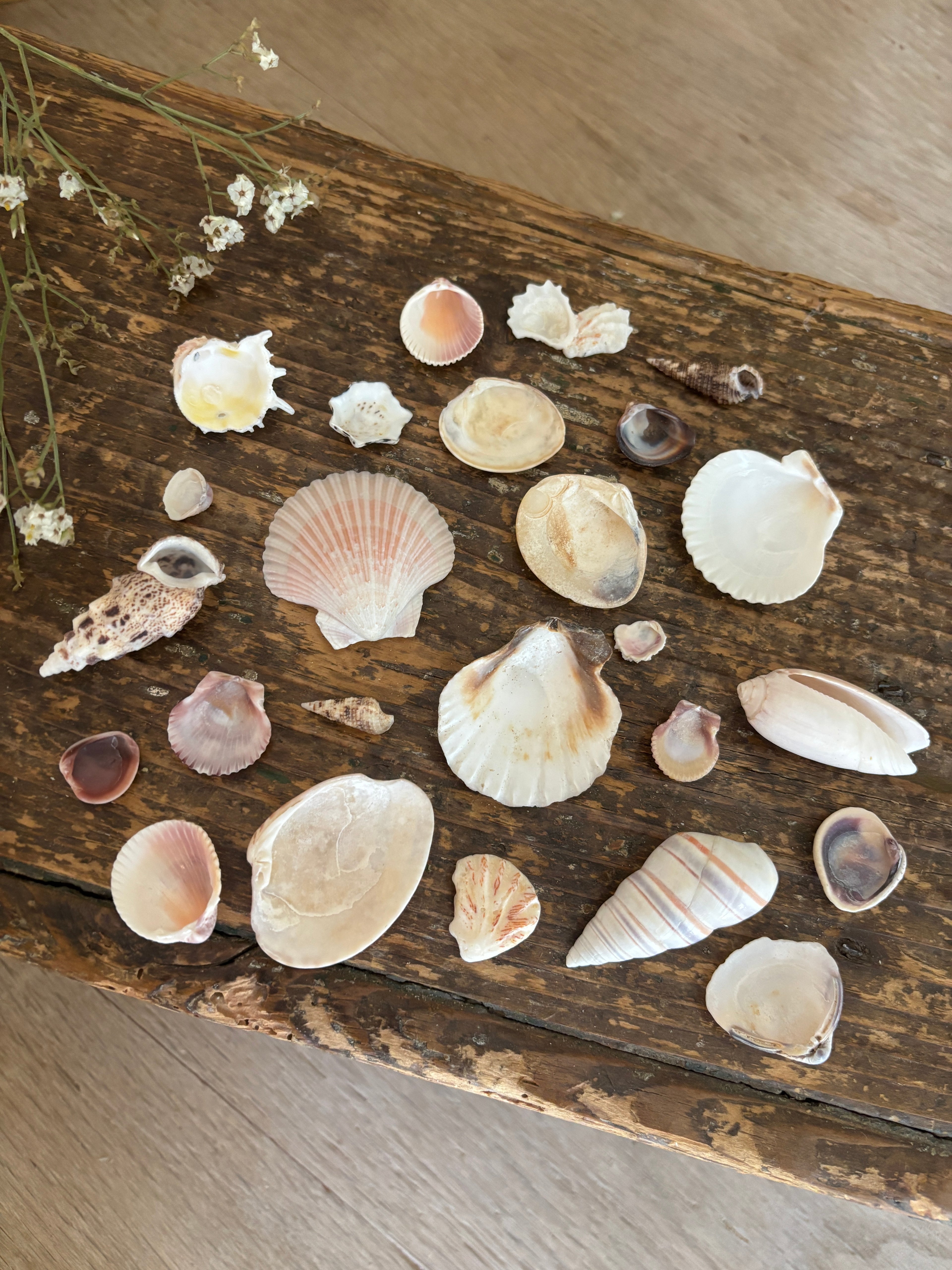 Mixed Shell Bundle - A