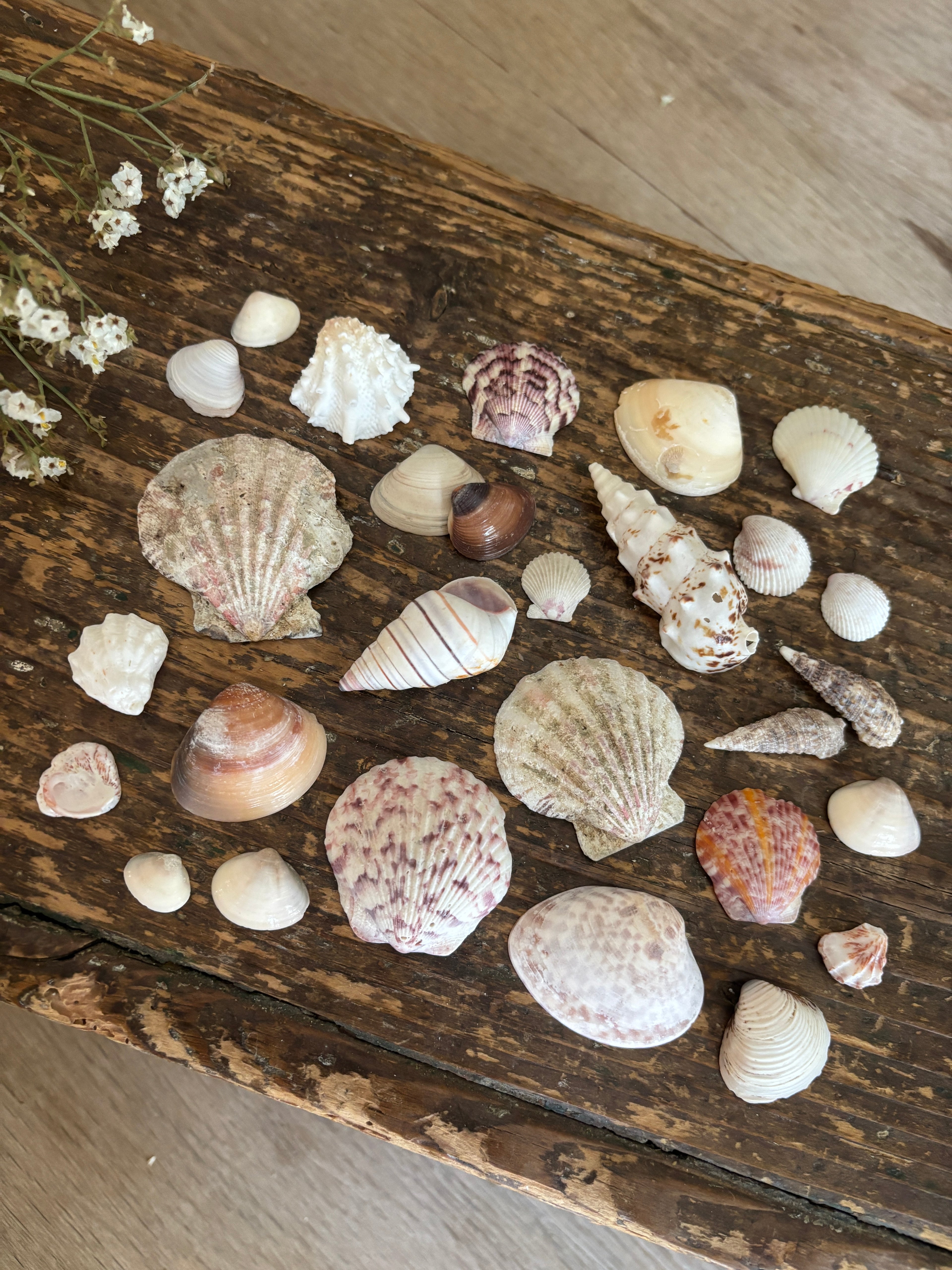 Mixed Shell Bundle - B