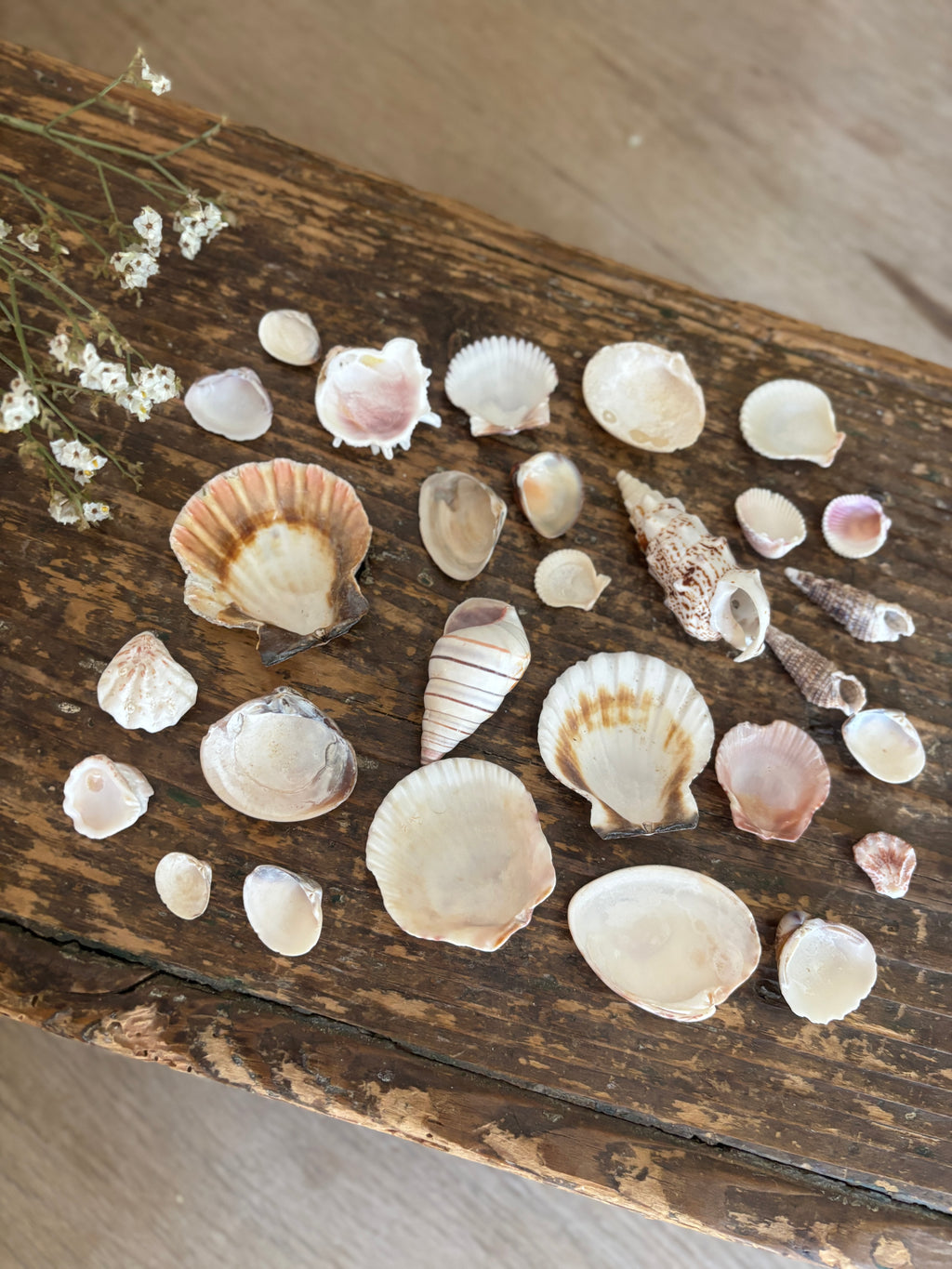 Mixed Shell Bundle - B