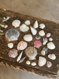 Mixed Shell Bundle - C