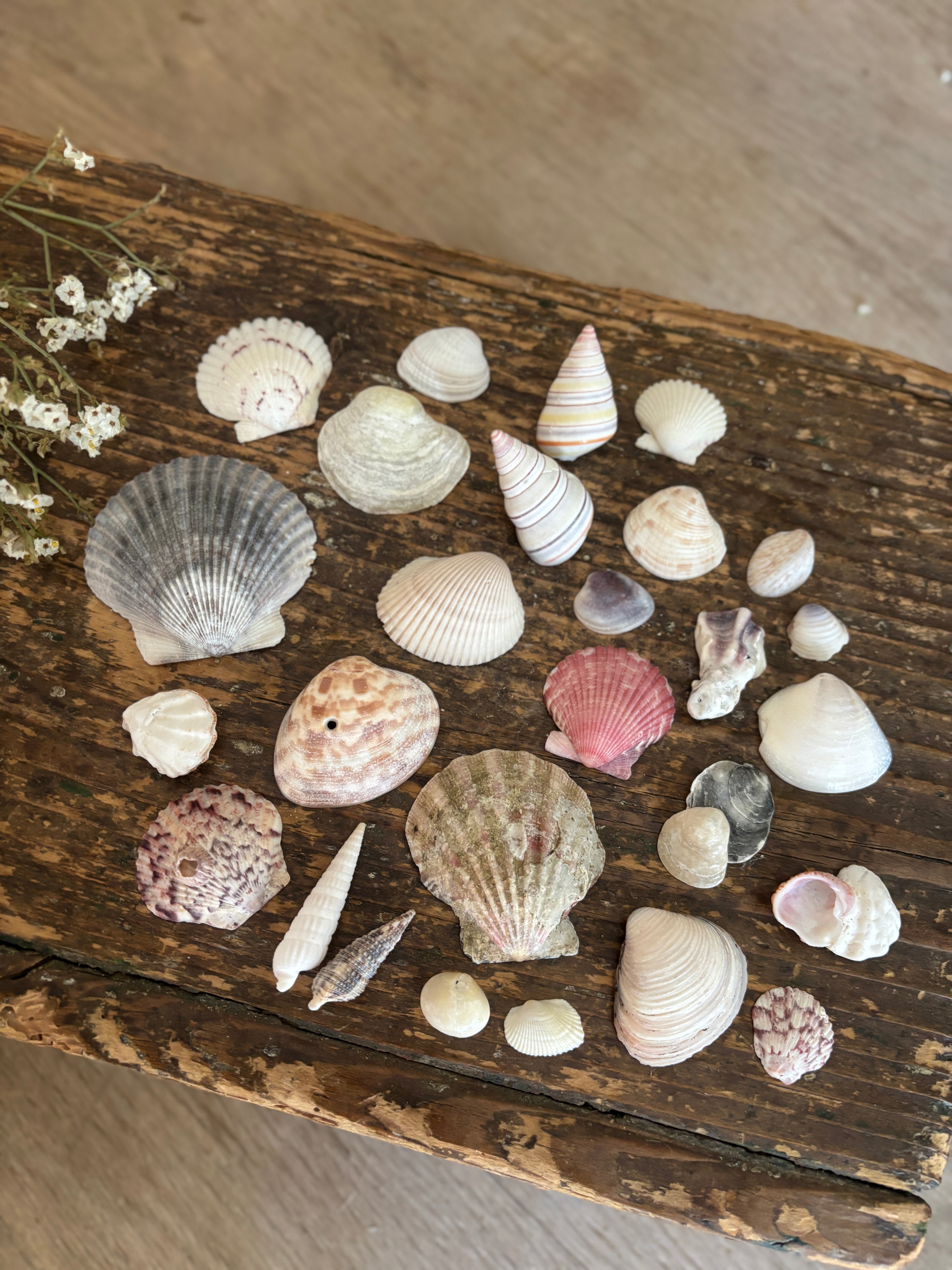 Mixed Shell Bundle - C