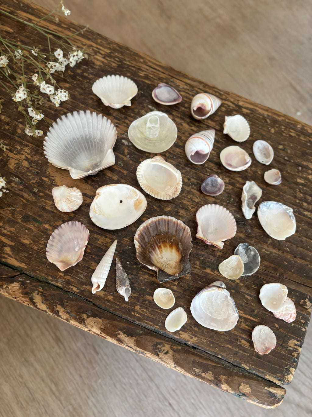 Mixed Shell Bundle - C