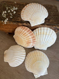 Large Scallop Shell Bundle