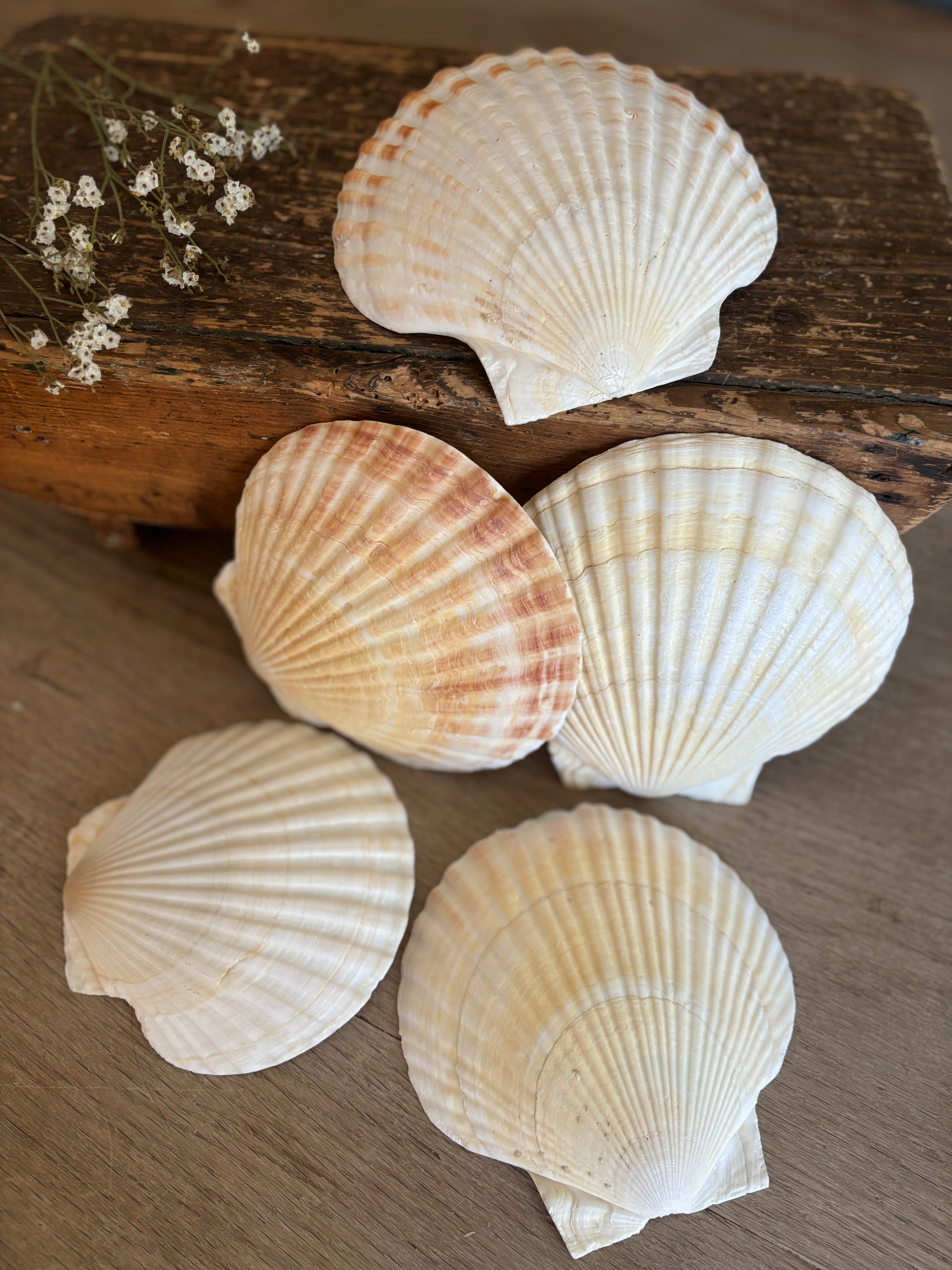Large Scallop Shell Bundle