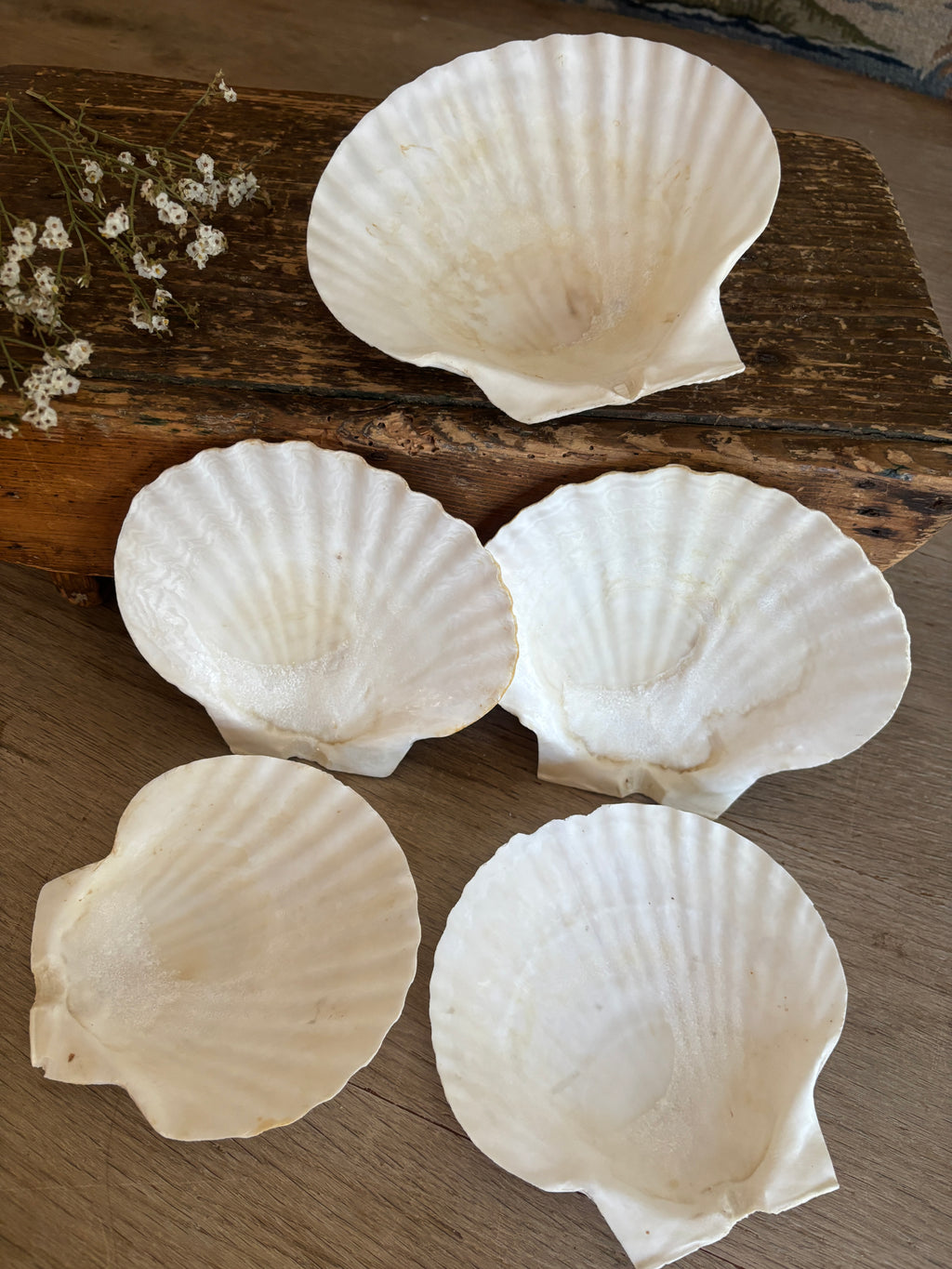 Large Scallop Shell Bundle