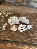 Coral Fragment Bundle