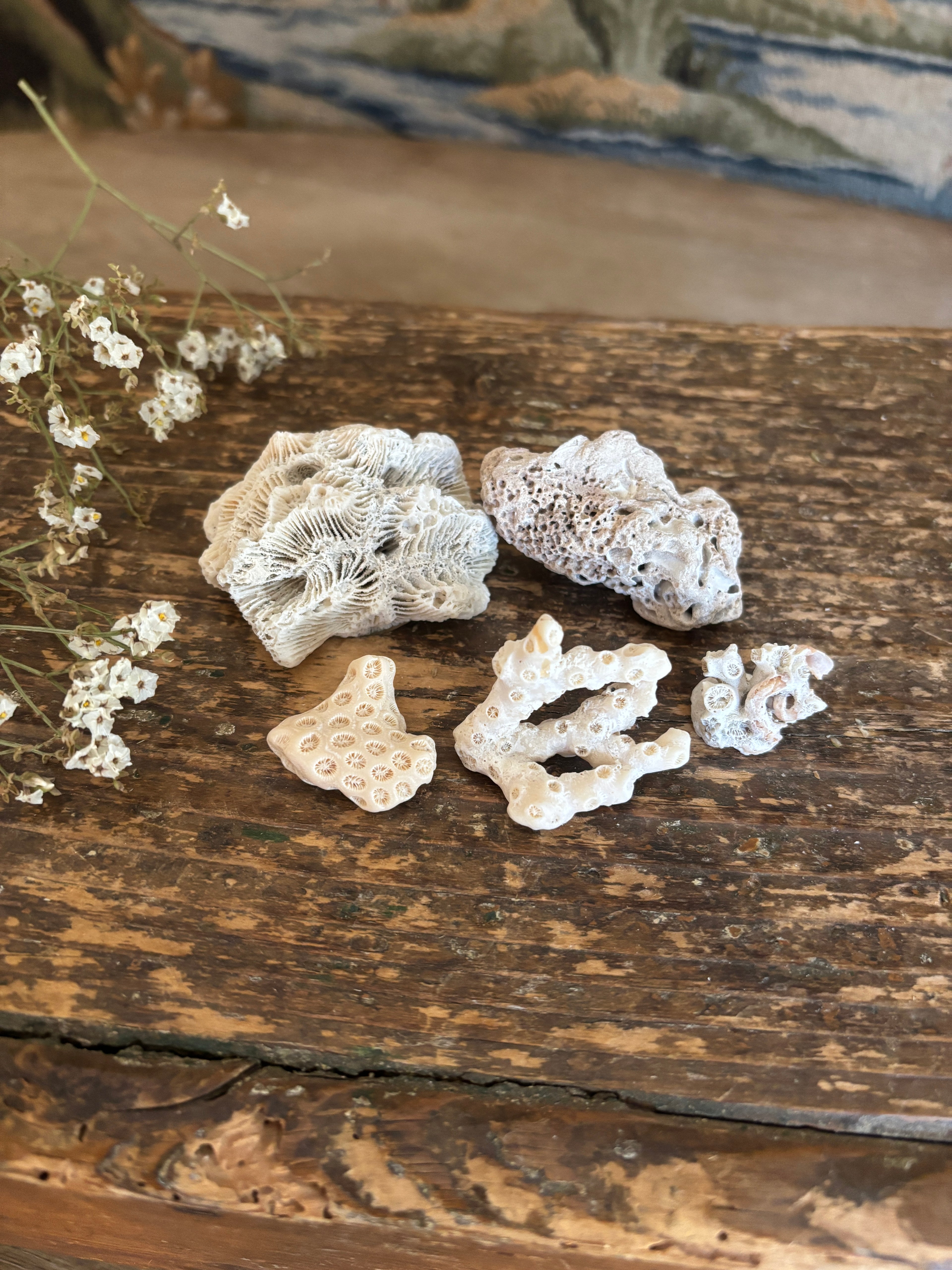 Coral Fragment Bundle