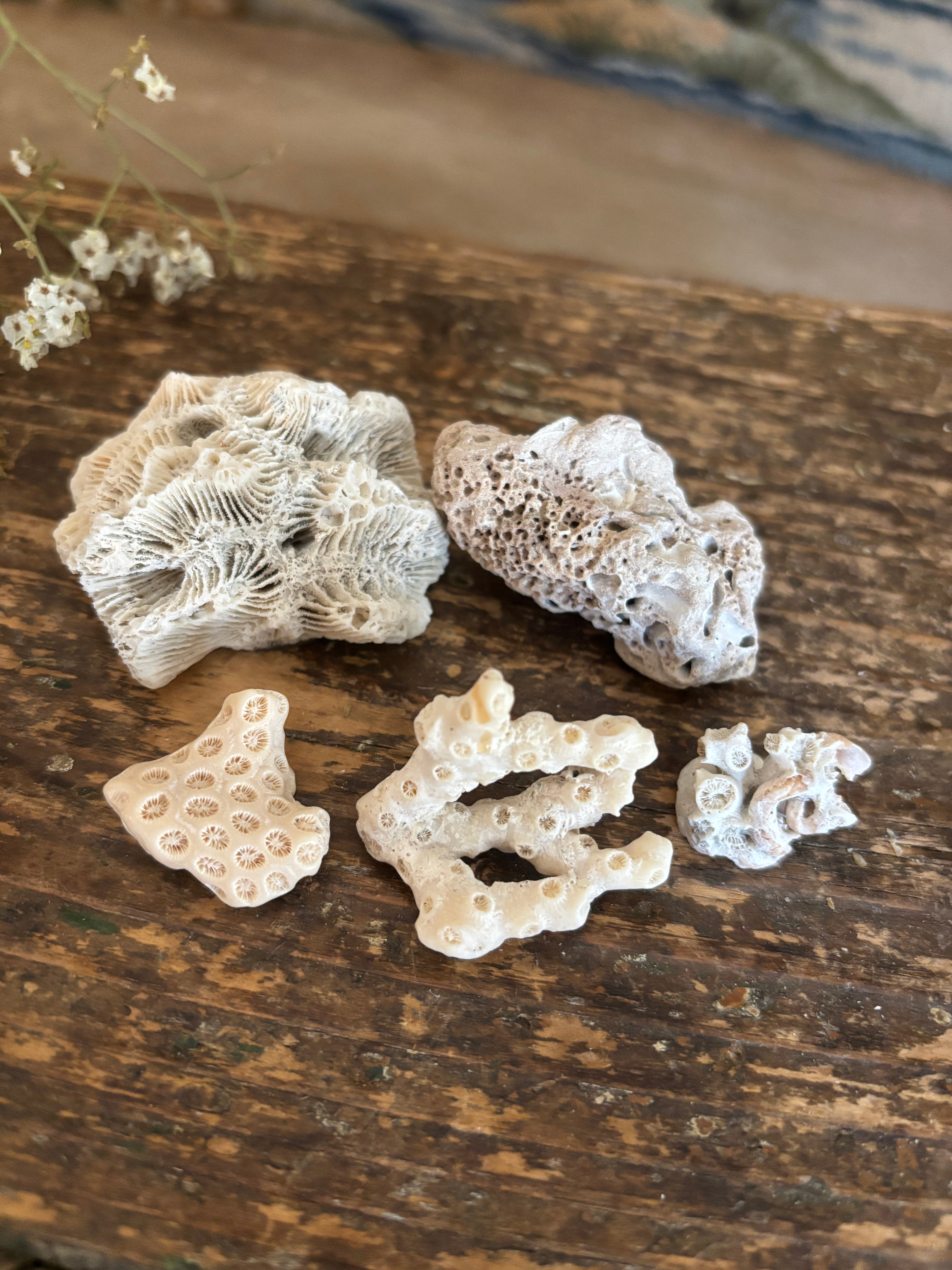 Coral Fragment Bundle