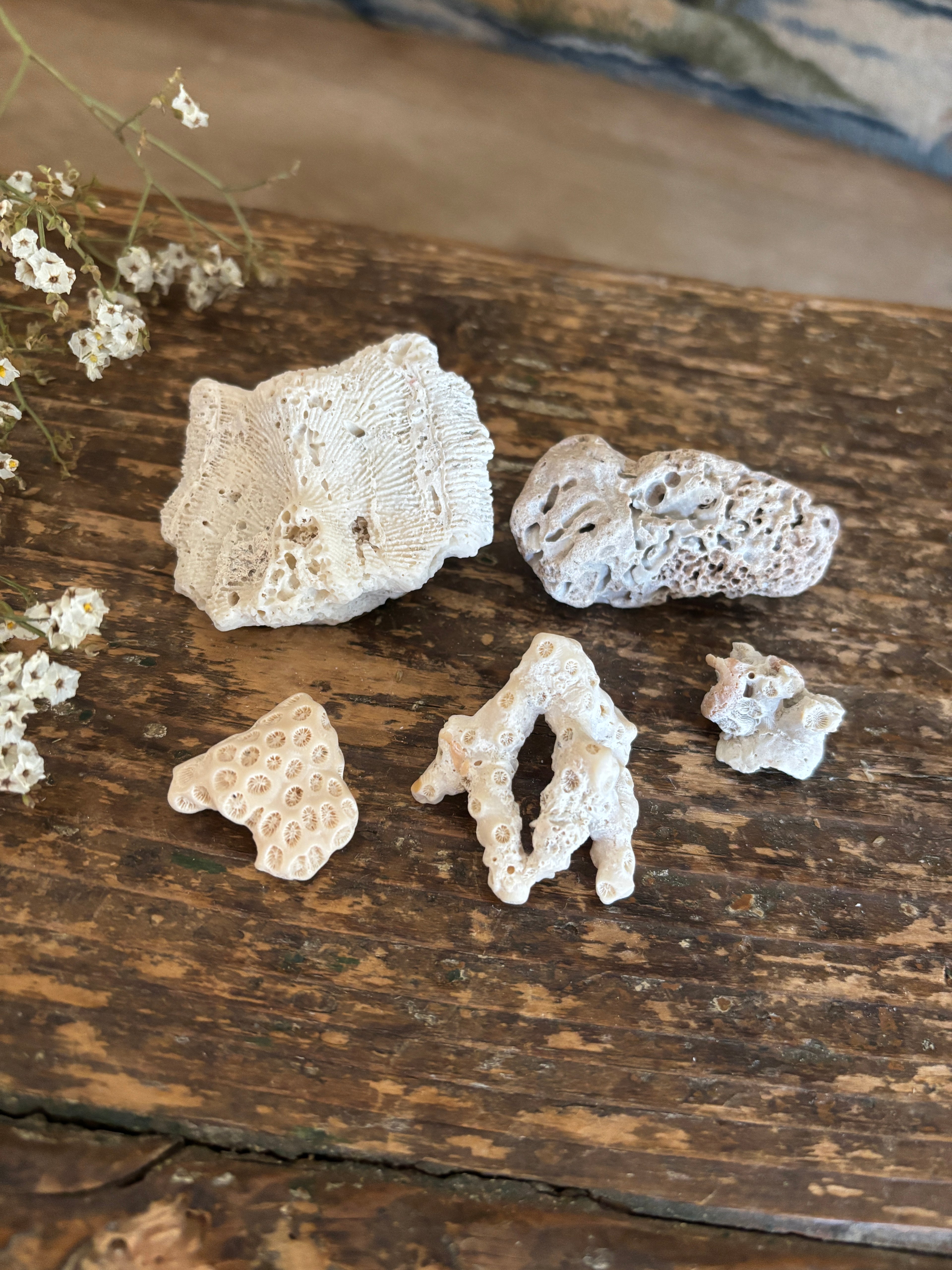 Coral Fragment Bundle
