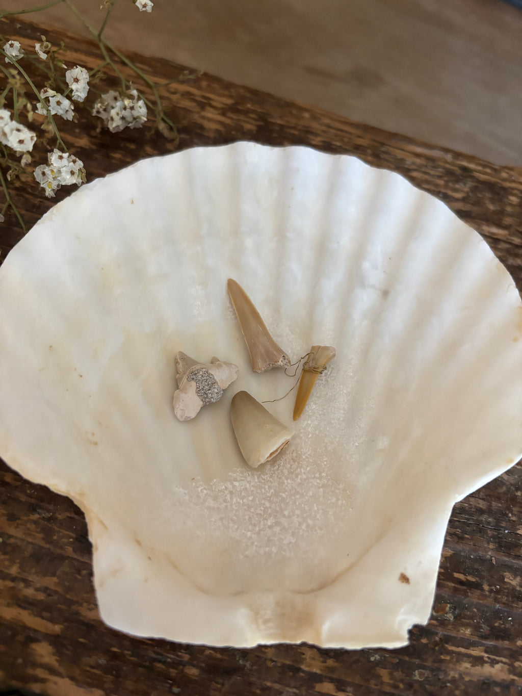 Shark Tooth Bundle