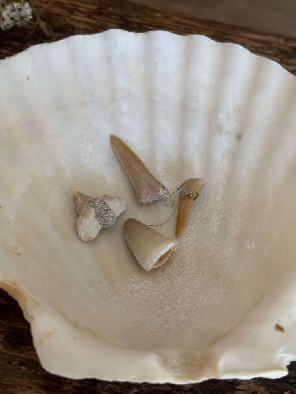 Shark Tooth Bundle