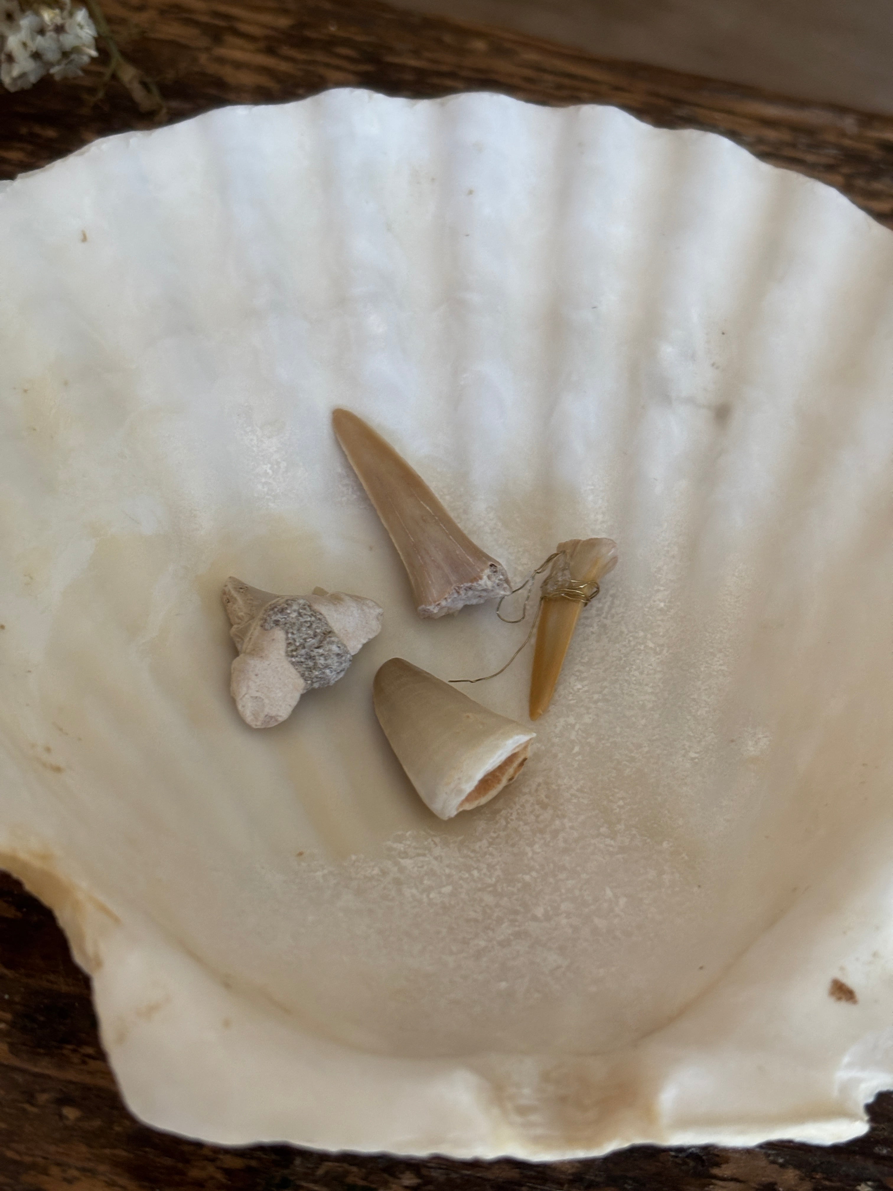 Shark Tooth Bundle