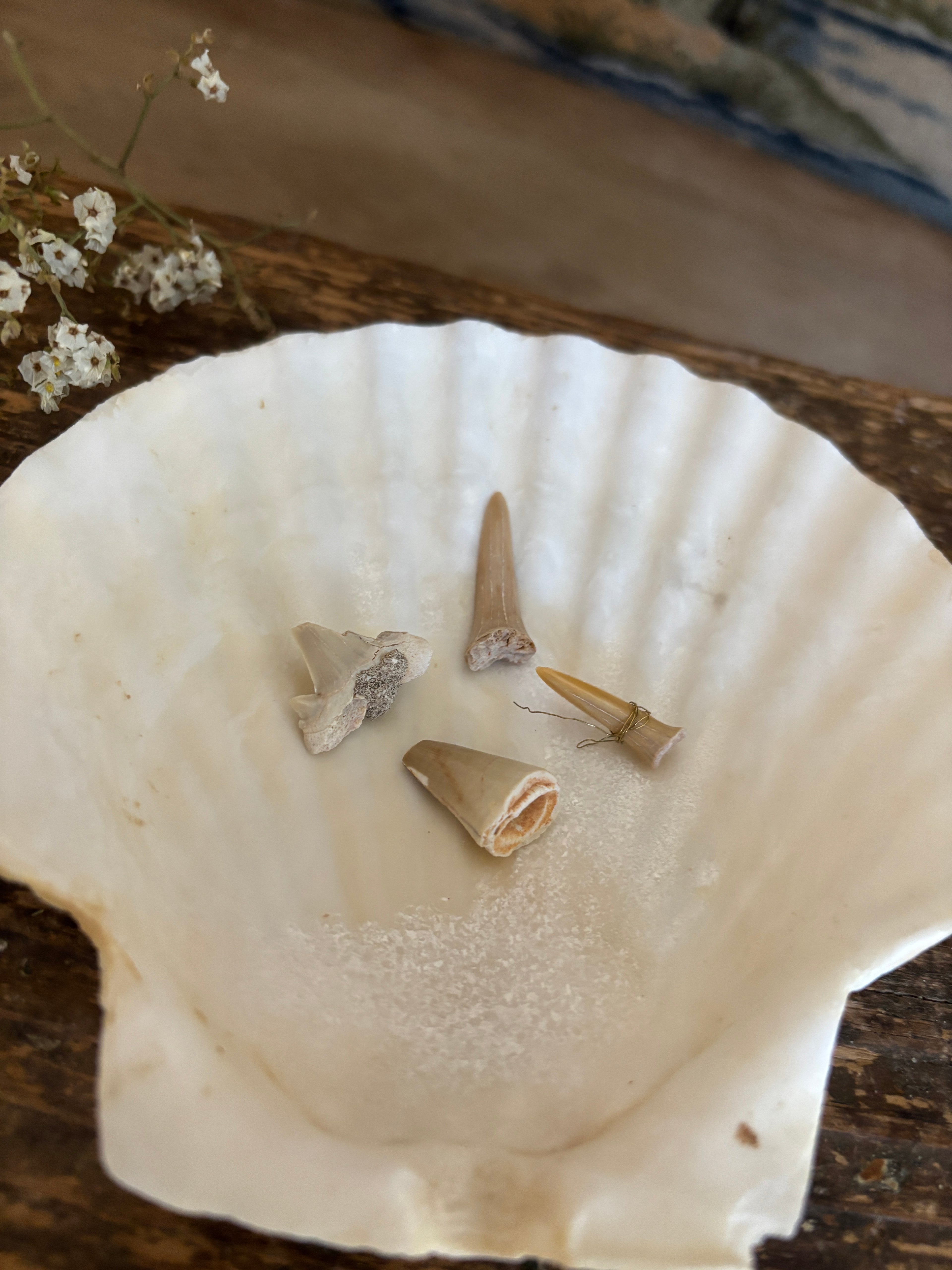 Shark Tooth Bundle