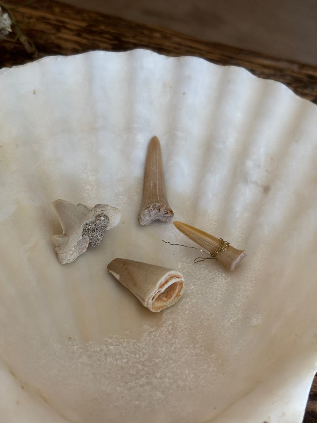 Shark Tooth Bundle