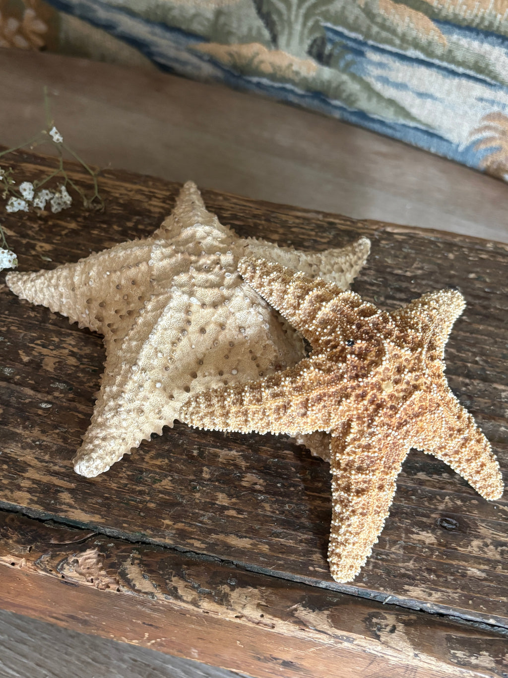 Sea Star Bundle