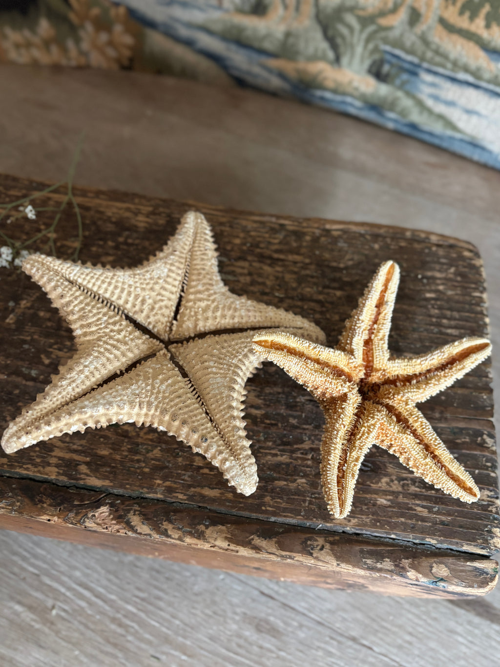Sea Star Bundle
