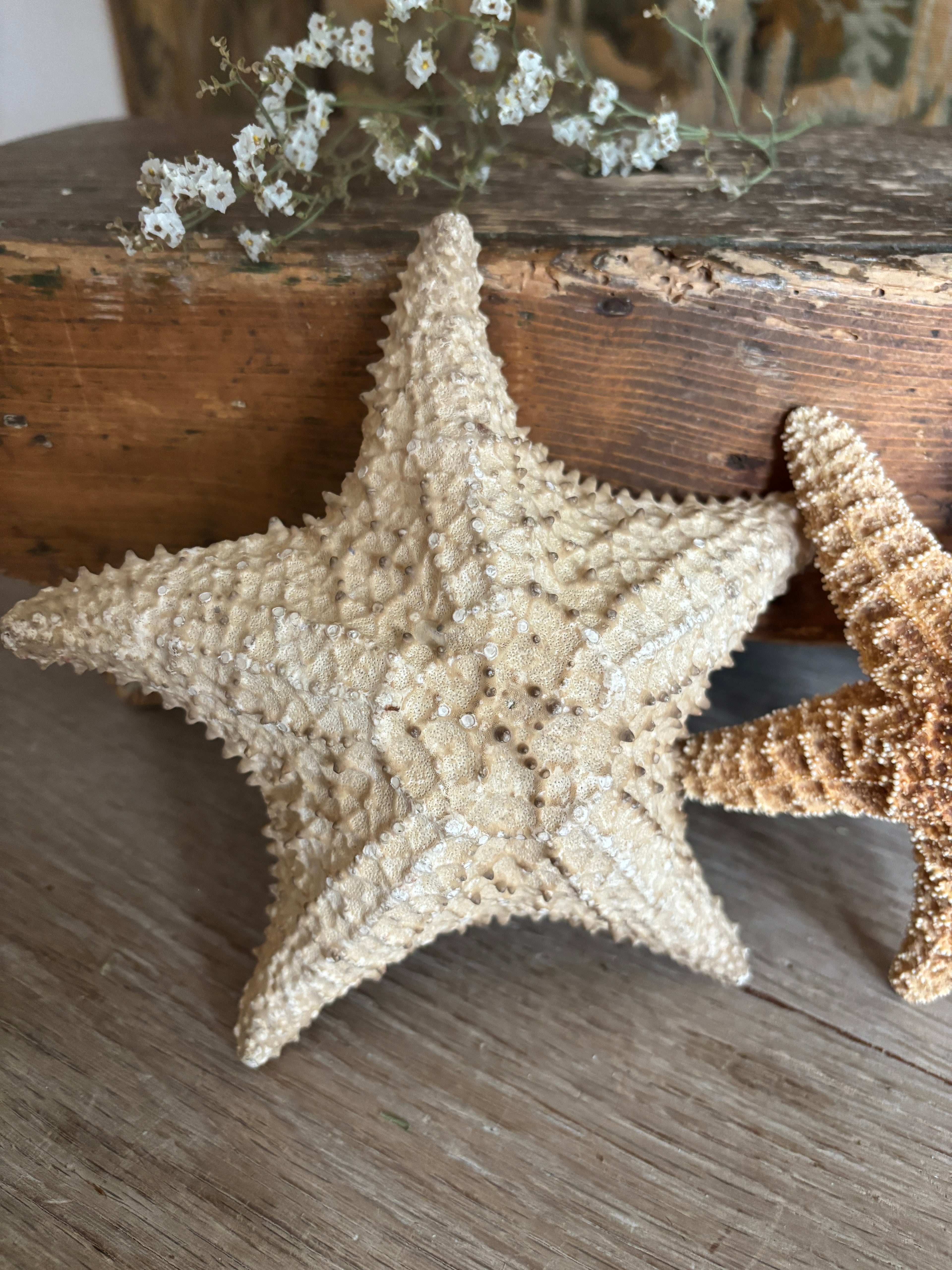 Sea Star Bundle
