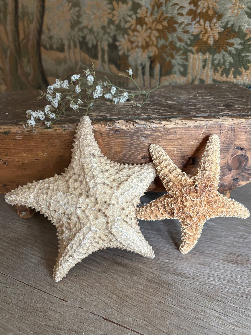 Sea Star Bundle