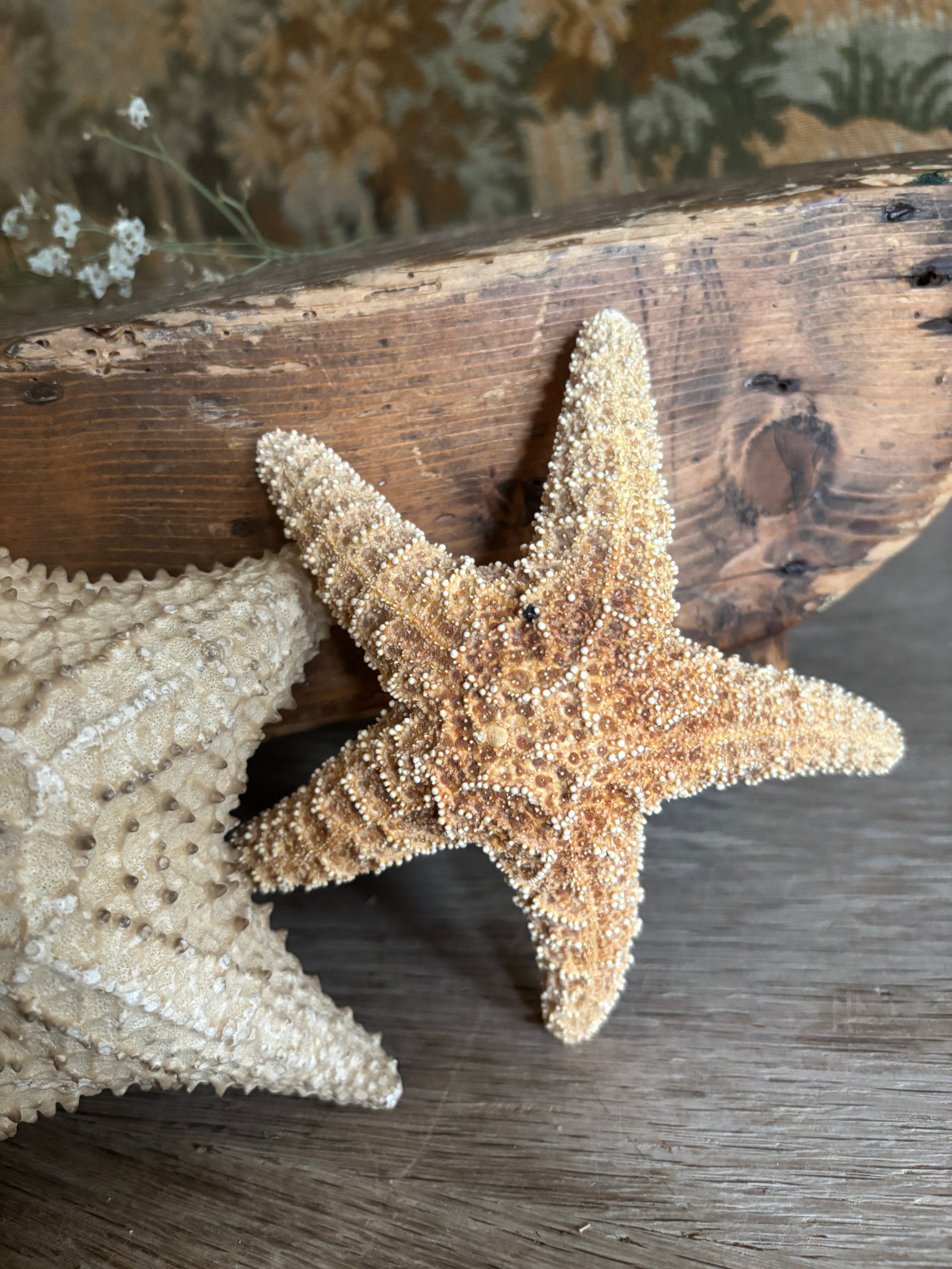 Sea Star Bundle