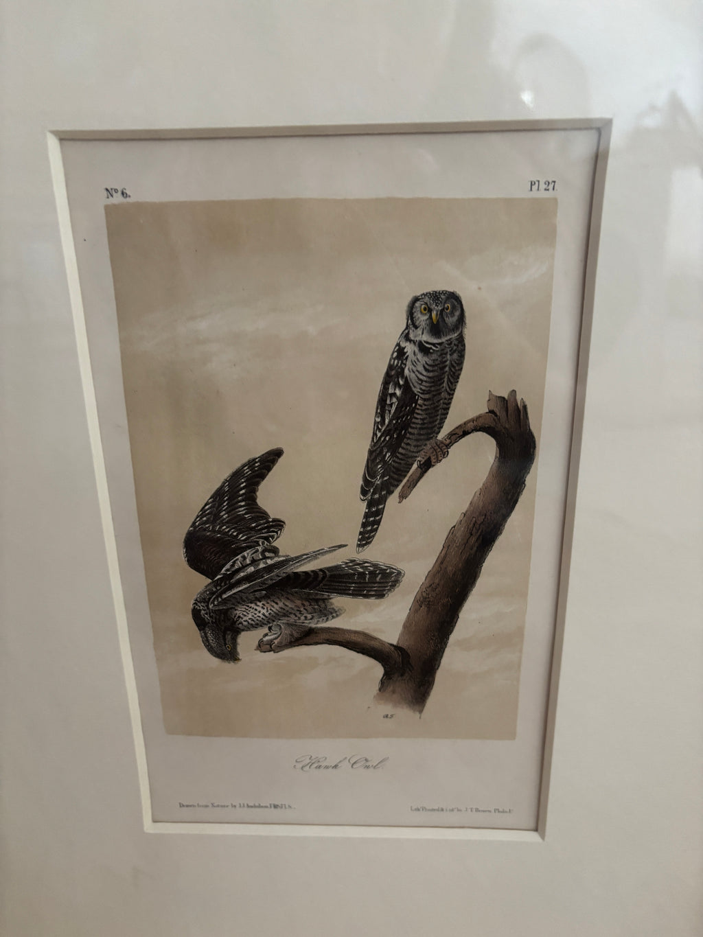 Antique First Edition Audubon Octavo Lithograph – Hawk Owl in Bird's-Eye Maple Frame