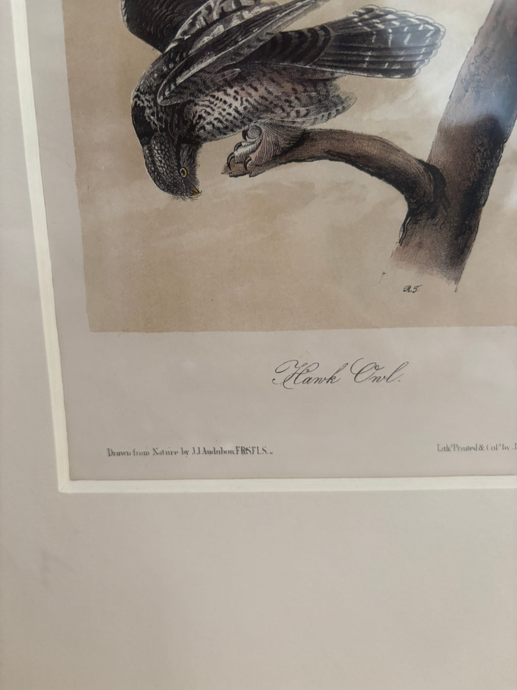 Antique First Edition Audubon Octavo Lithograph – Hawk Owl in Bird's-Eye Maple Frame