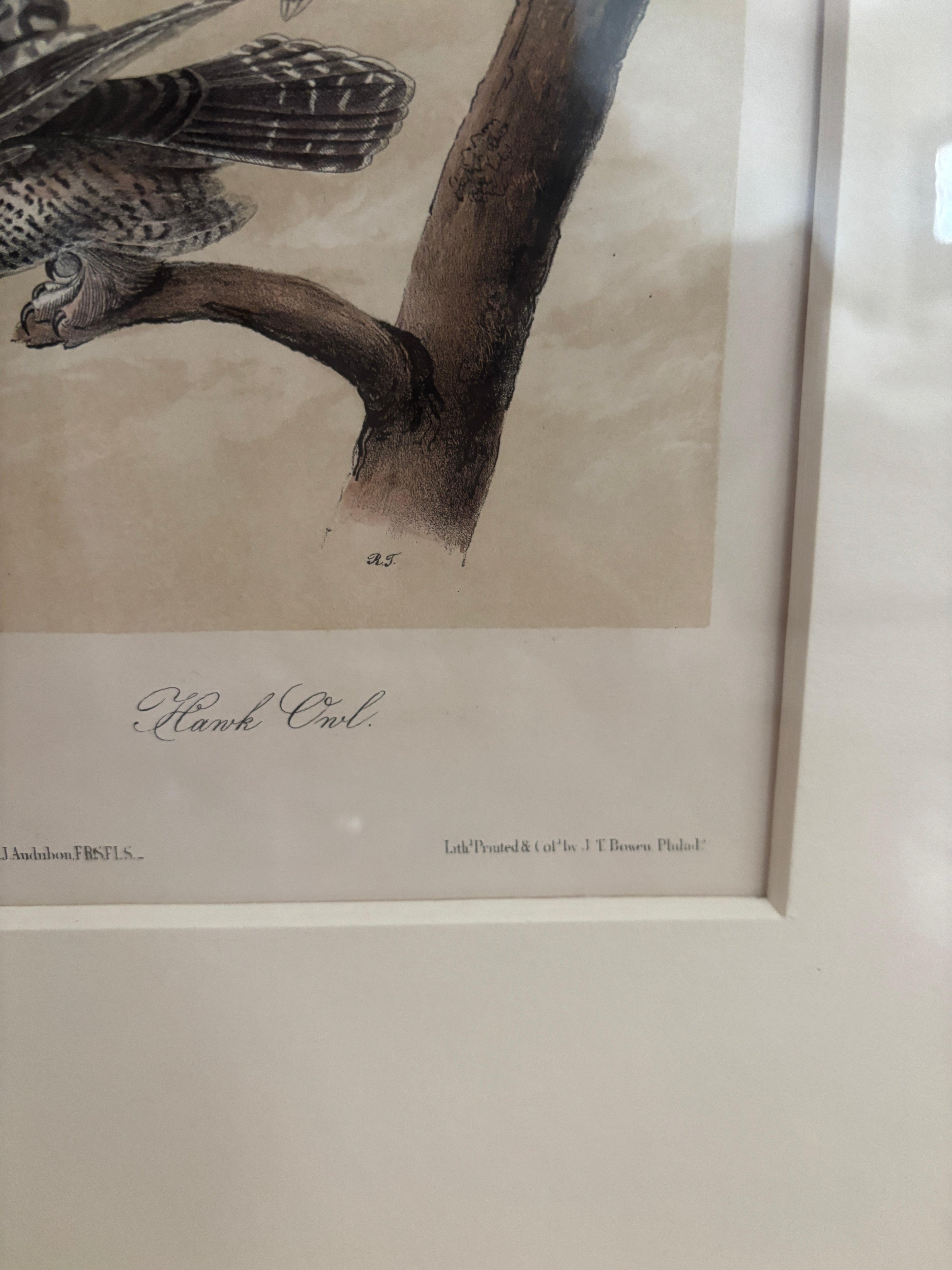 Antique First Edition Audubon Octavo Lithograph – Hawk Owl in Bird's-Eye Maple Frame