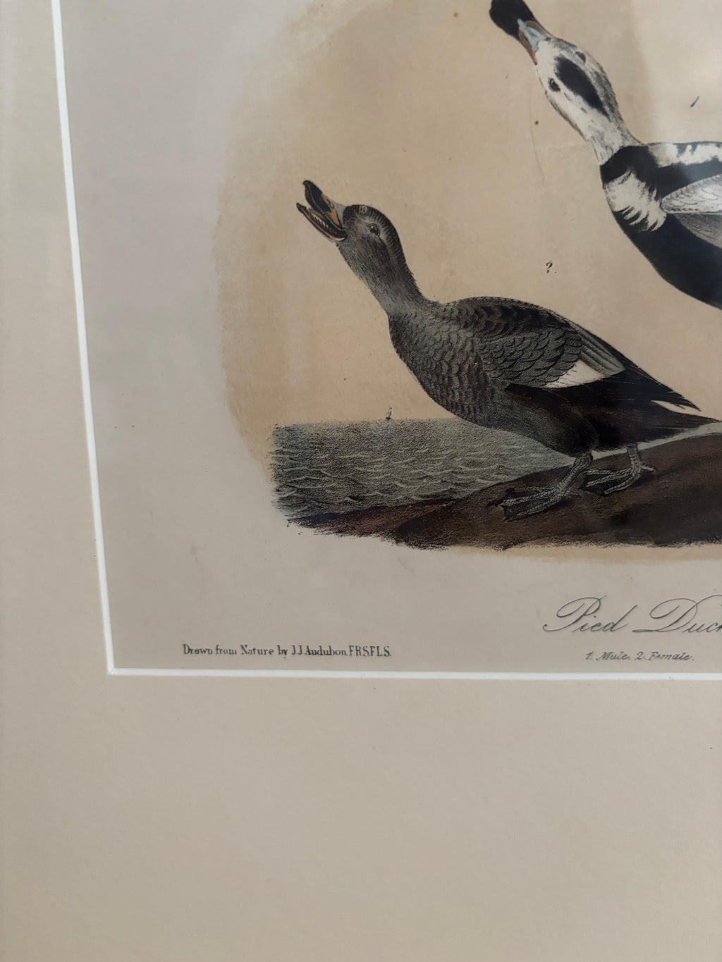 Antique First Edition Audubon Octavo Lithograph – Pied Duck in Bird's-Eye Maple Frame