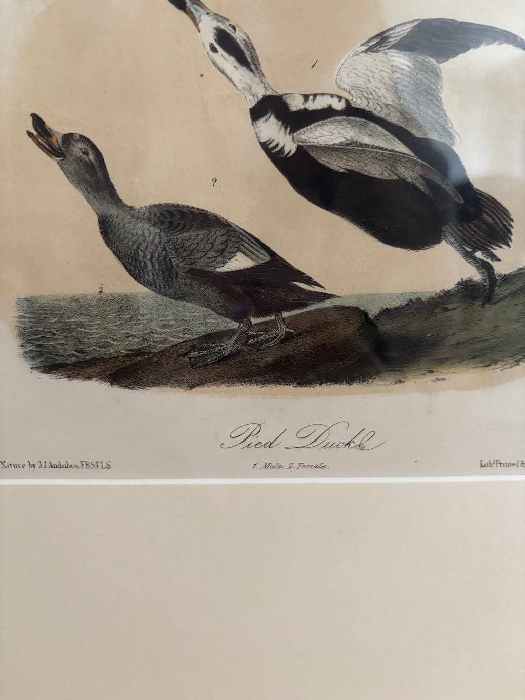 Antique First Edition Audubon Octavo Lithograph – Pied Duck in Bird's-Eye Maple Frame