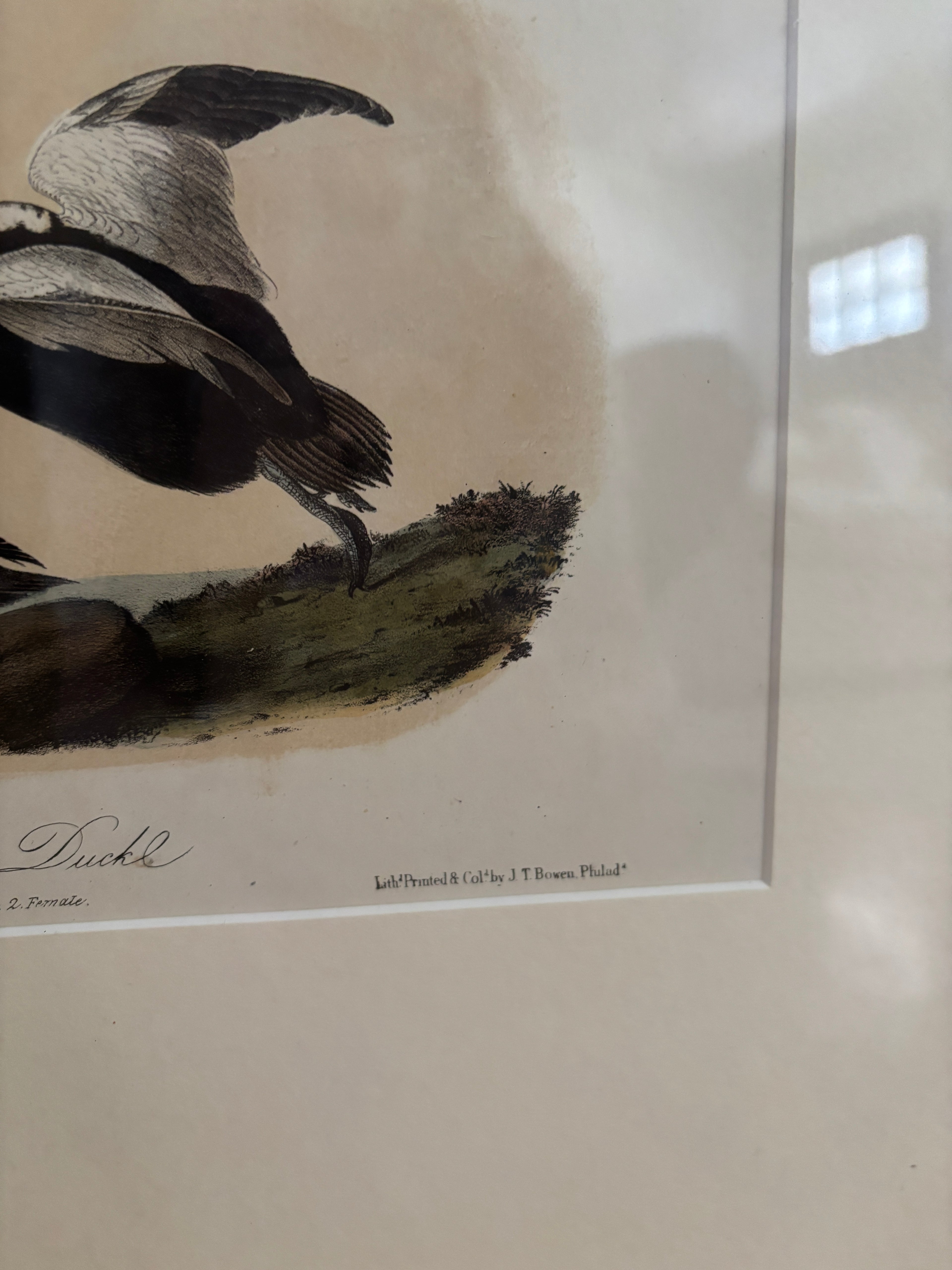 Antique First Edition Audubon Octavo Lithograph – Pied Duck in Bird's-Eye Maple Frame