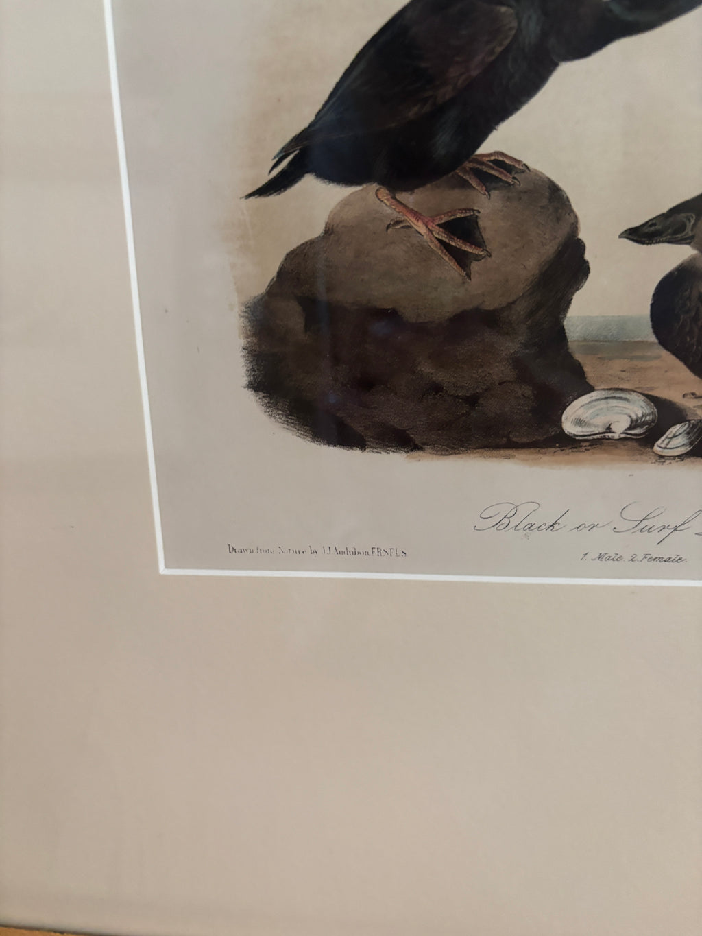 Antique First Edition Audubon Octavo Lithograph – Black or Surf Duck in Bird's-Eye Maple Frame