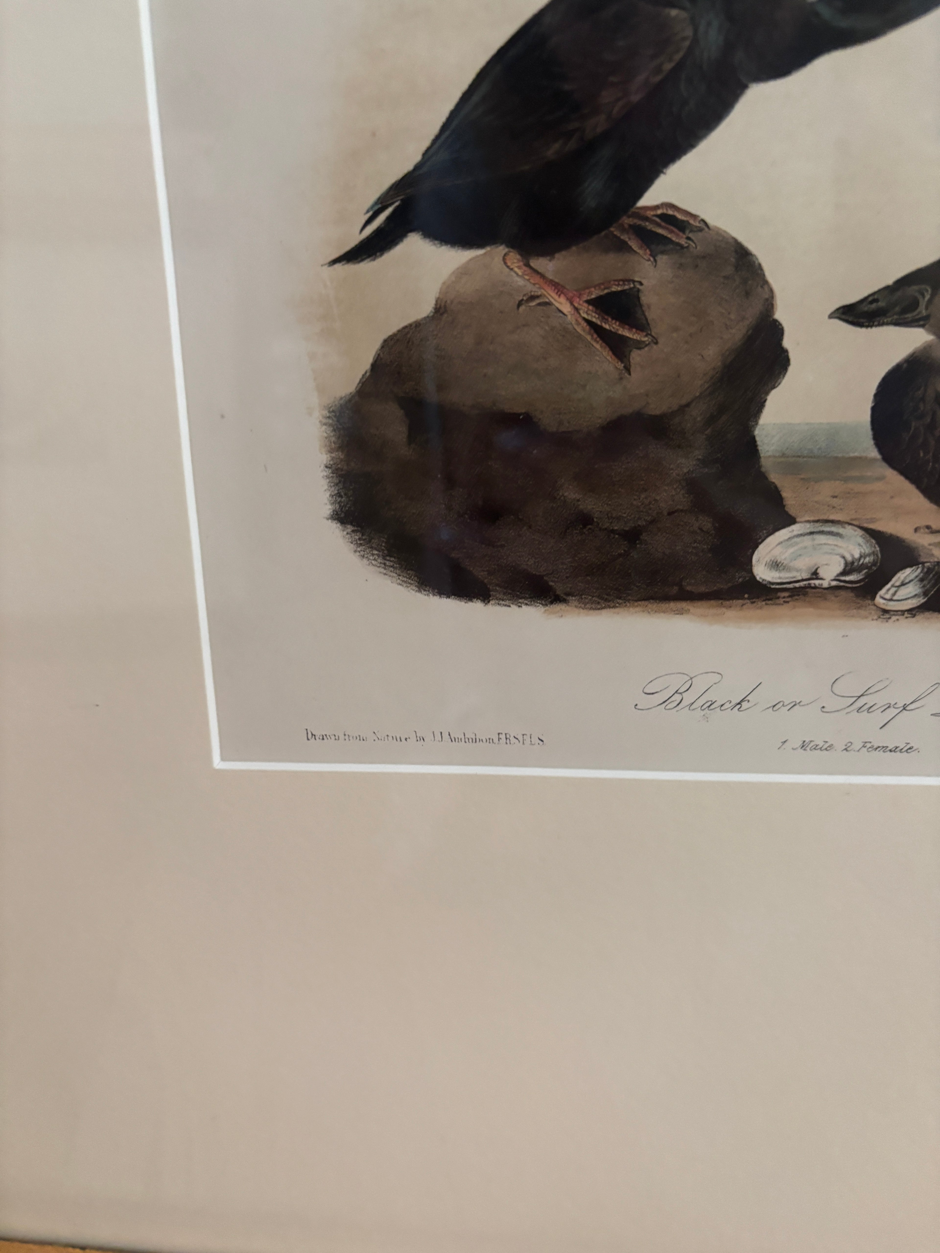 Antique First Edition Audubon Octavo Lithograph – Black or Surf Duck in Bird's-Eye Maple Frame