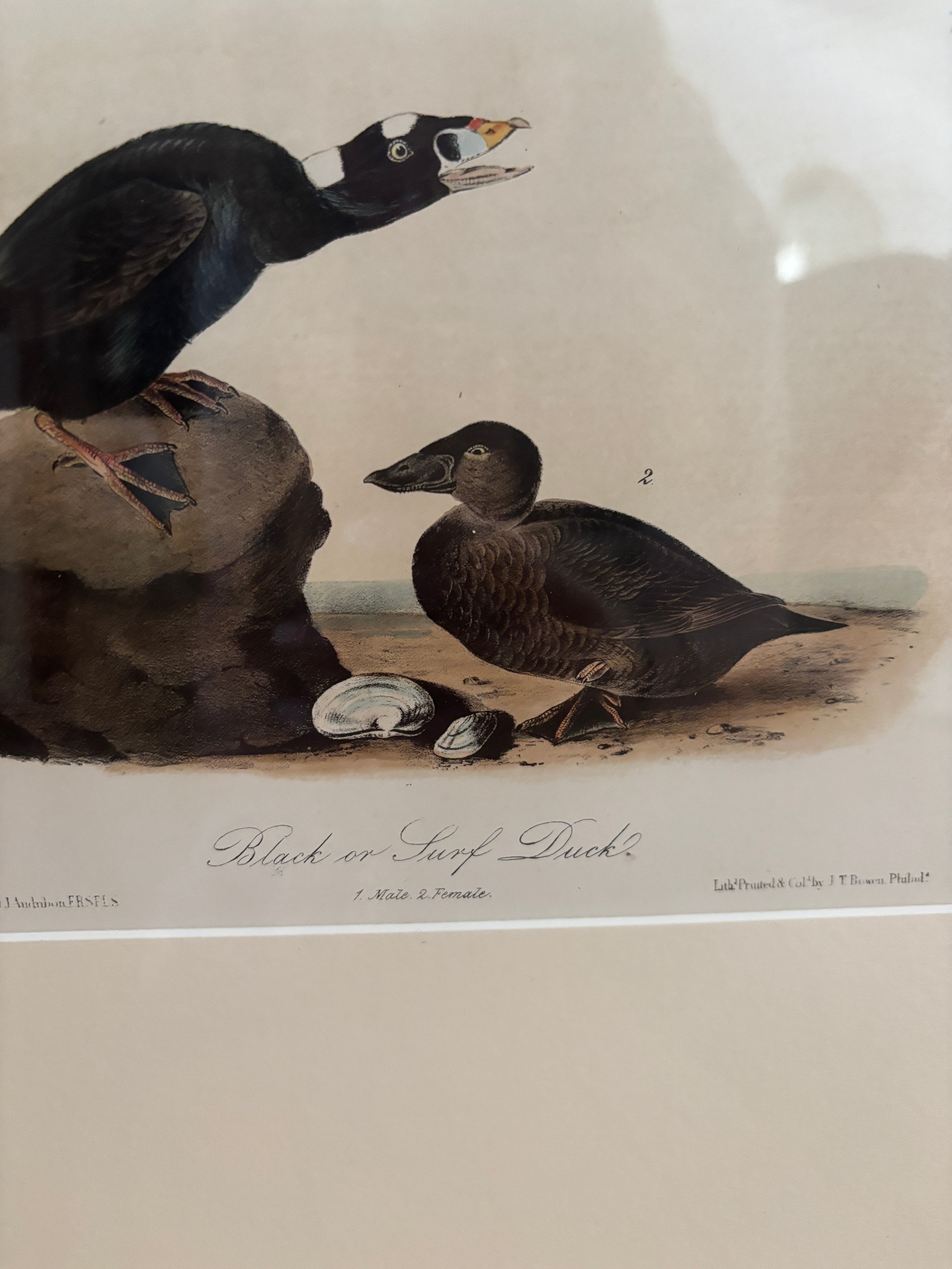 Antique First Edition Audubon Octavo Lithograph – Black or Surf Duck in Bird's-Eye Maple Frame