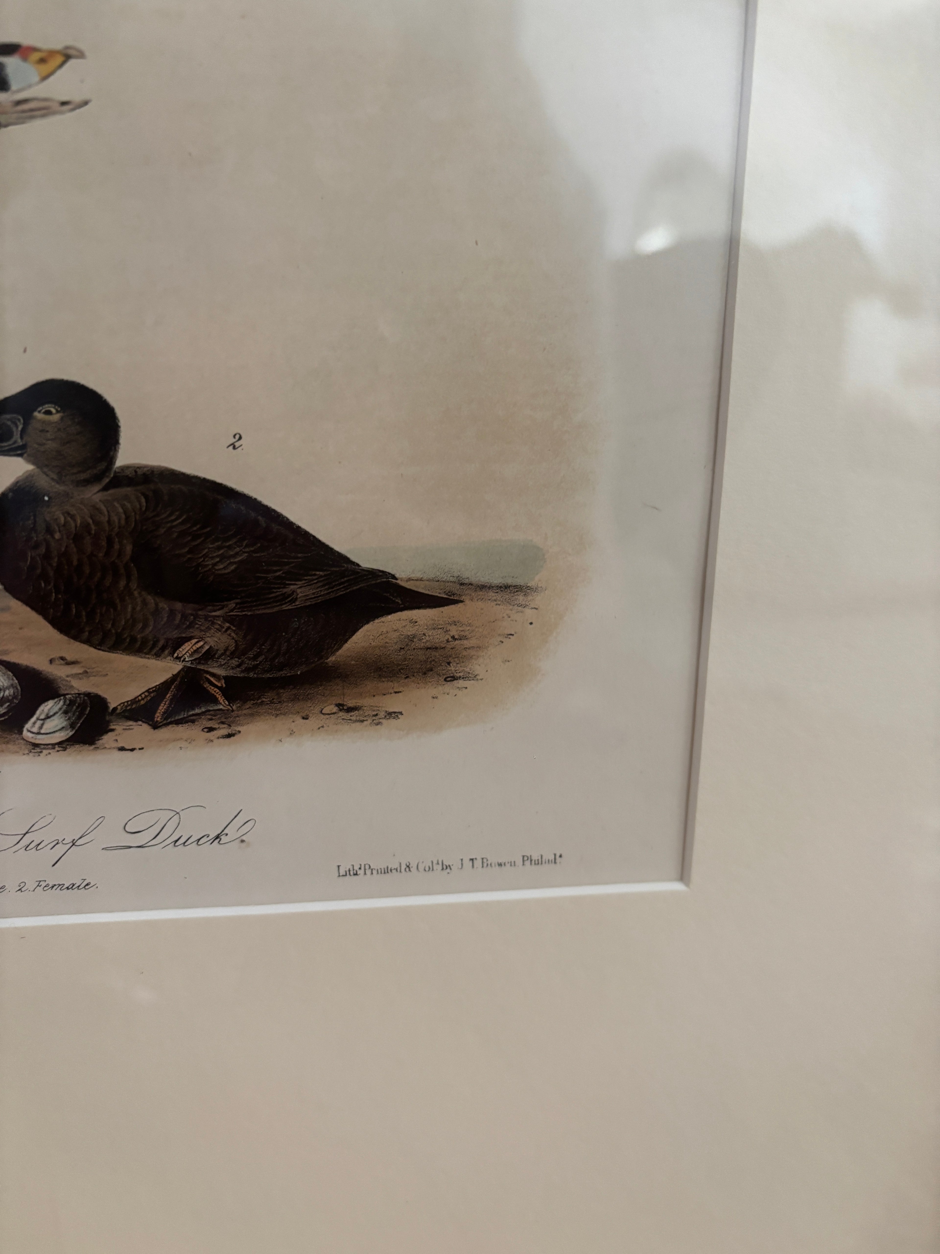 Antique First Edition Audubon Octavo Lithograph – Black or Surf Duck in Bird's-Eye Maple Frame