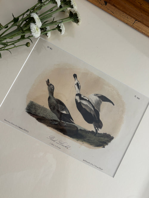 Antique First Edition Audubon Octavo Lithograph – Pied Duck in Bird's-Eye Maple Frame