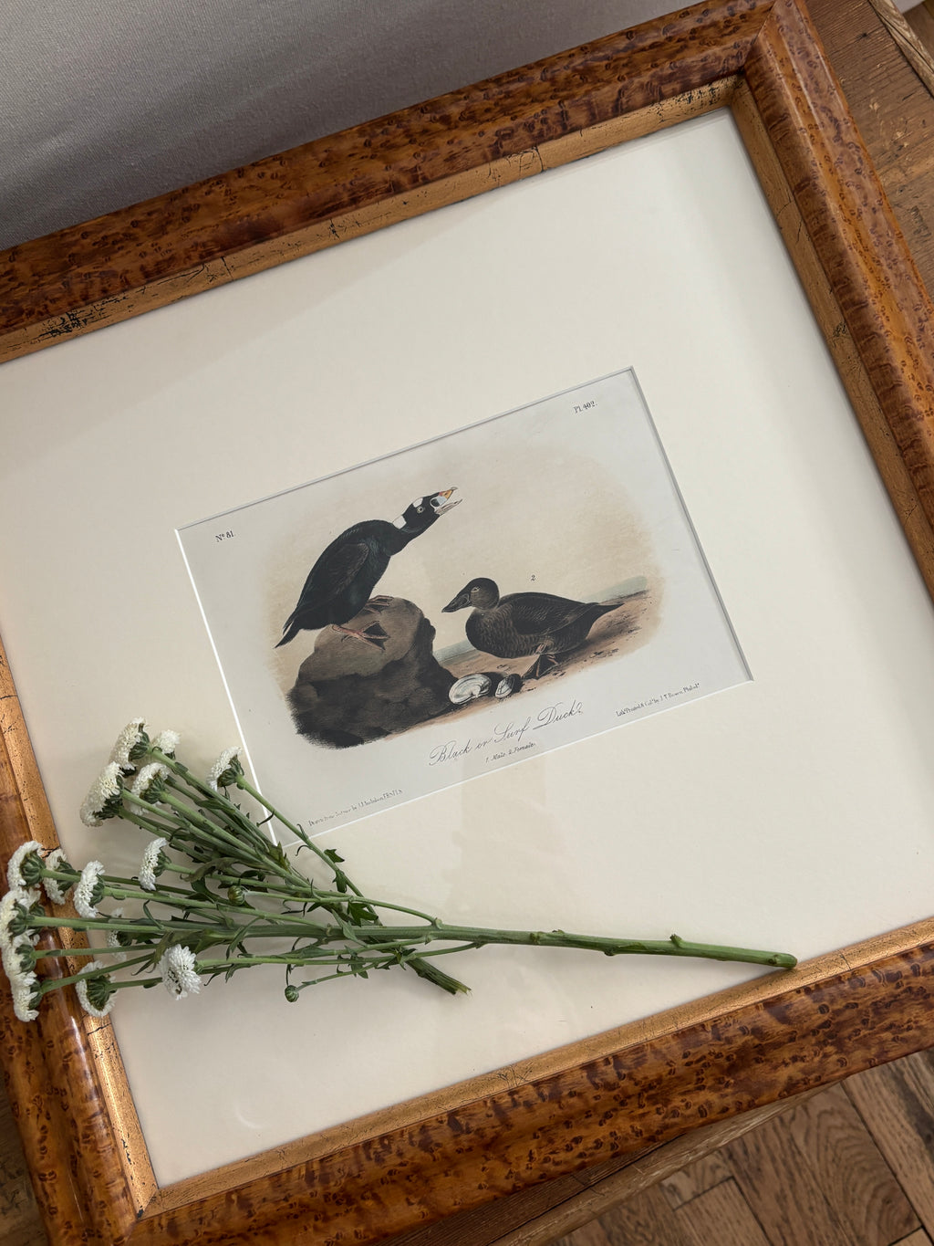 Antique First Edition Audubon Octavo Lithograph – Black or Surf Duck in Bird's-Eye Maple Frame
