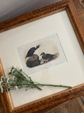 Antique First Edition Audubon Octavo Lithograph – Black or Surf Duck in Bird's-Eye Maple Frame