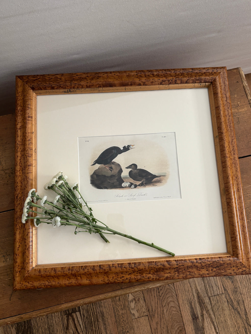 Antique First Edition Audubon Octavo Lithograph – Black or Surf Duck in Bird's-Eye Maple Frame