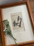 Antique First Edition Audubon Octavo Lithograph – Hawk Owl in Bird's-Eye Maple Frame