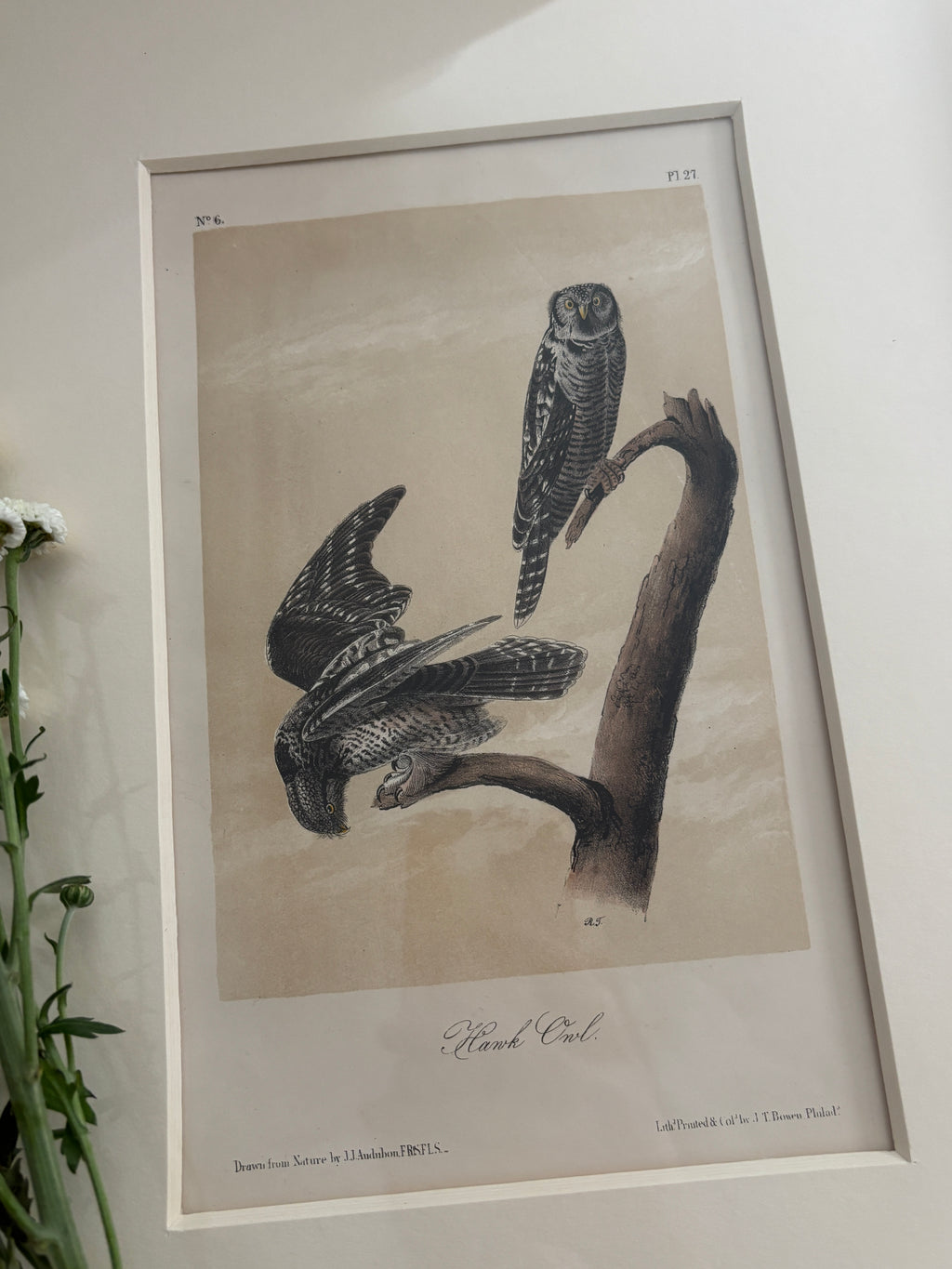 Antique First Edition Audubon Octavo Lithograph – Hawk Owl in Bird's-Eye Maple Frame